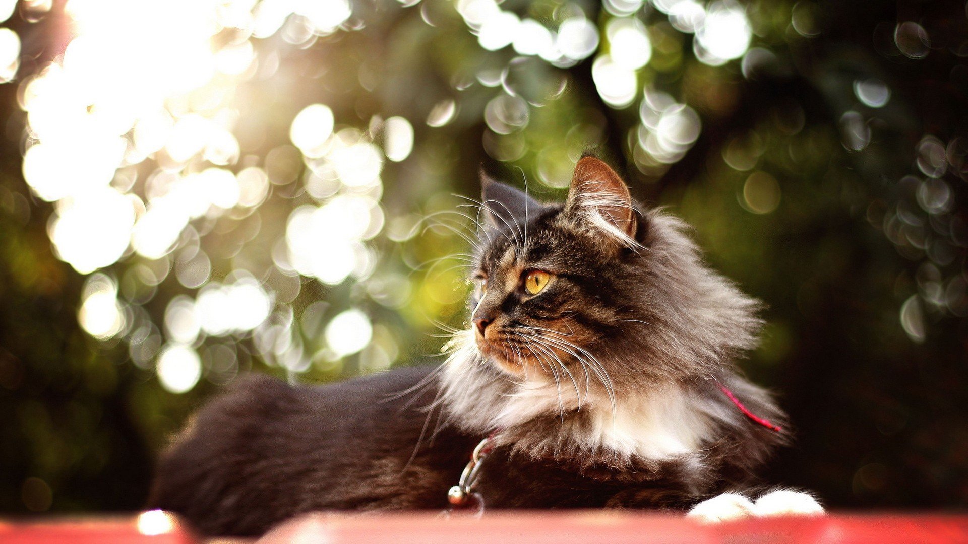 萌宠,猫,喵星人,古灵精怪,可爱,儿童桌面专用