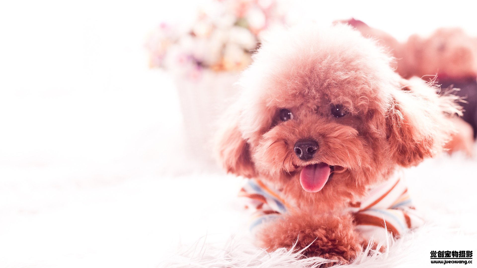 萌宠,汪星人,狗,可爱,卖萌,宠物,古灵精怪,觉创摄影,儿童桌面专用