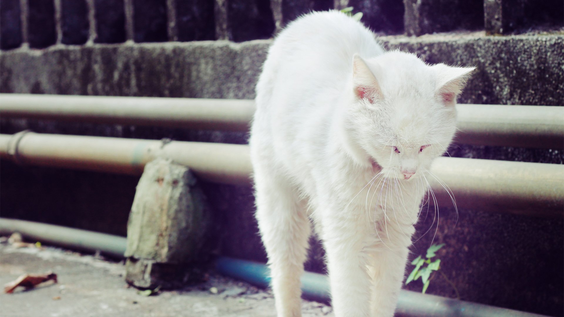 萌宠,喵星人,猫,卖萌图,可爱,古灵精怪,YBP摄影,儿童桌面专用