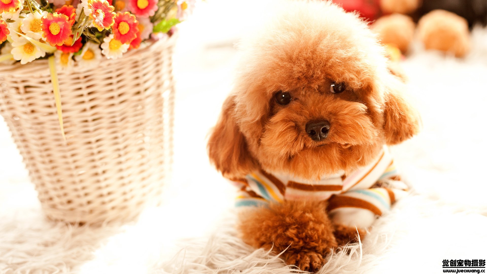 萌宠,汪星人,狗,可爱,卖萌,觉创摄影,@觉创摄影,儿童桌面专用