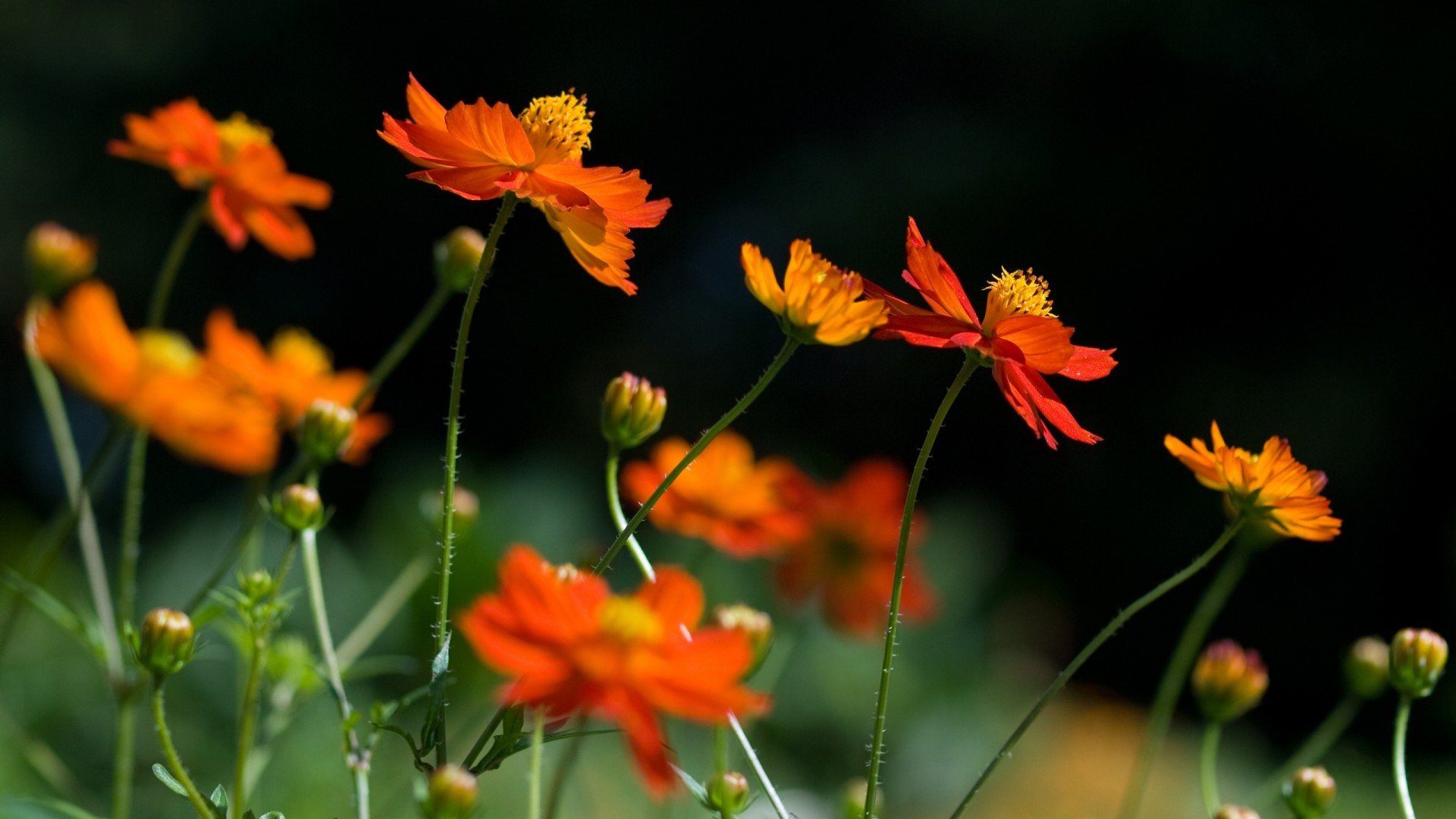 风景,春意盎然,儿童桌面专用