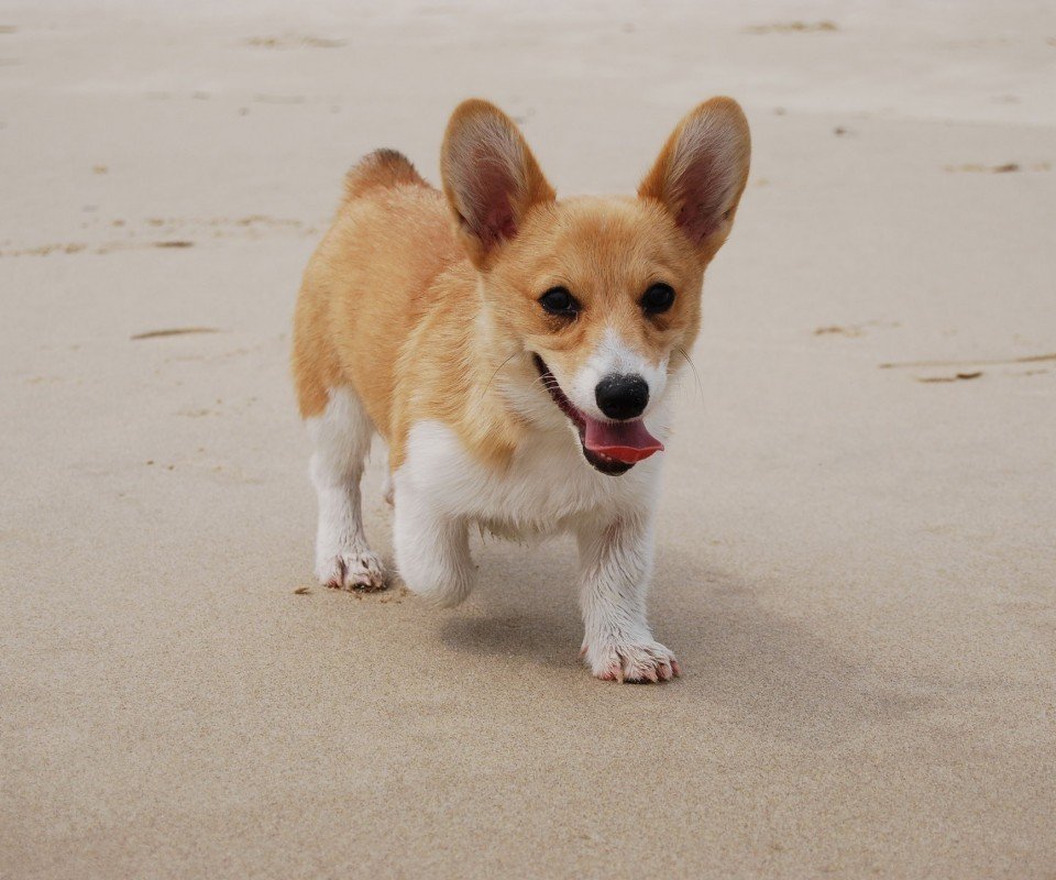 萌宠,汪星人,狗,古灵精怪,可爱,卖萌,宠物,儿童桌面专用
