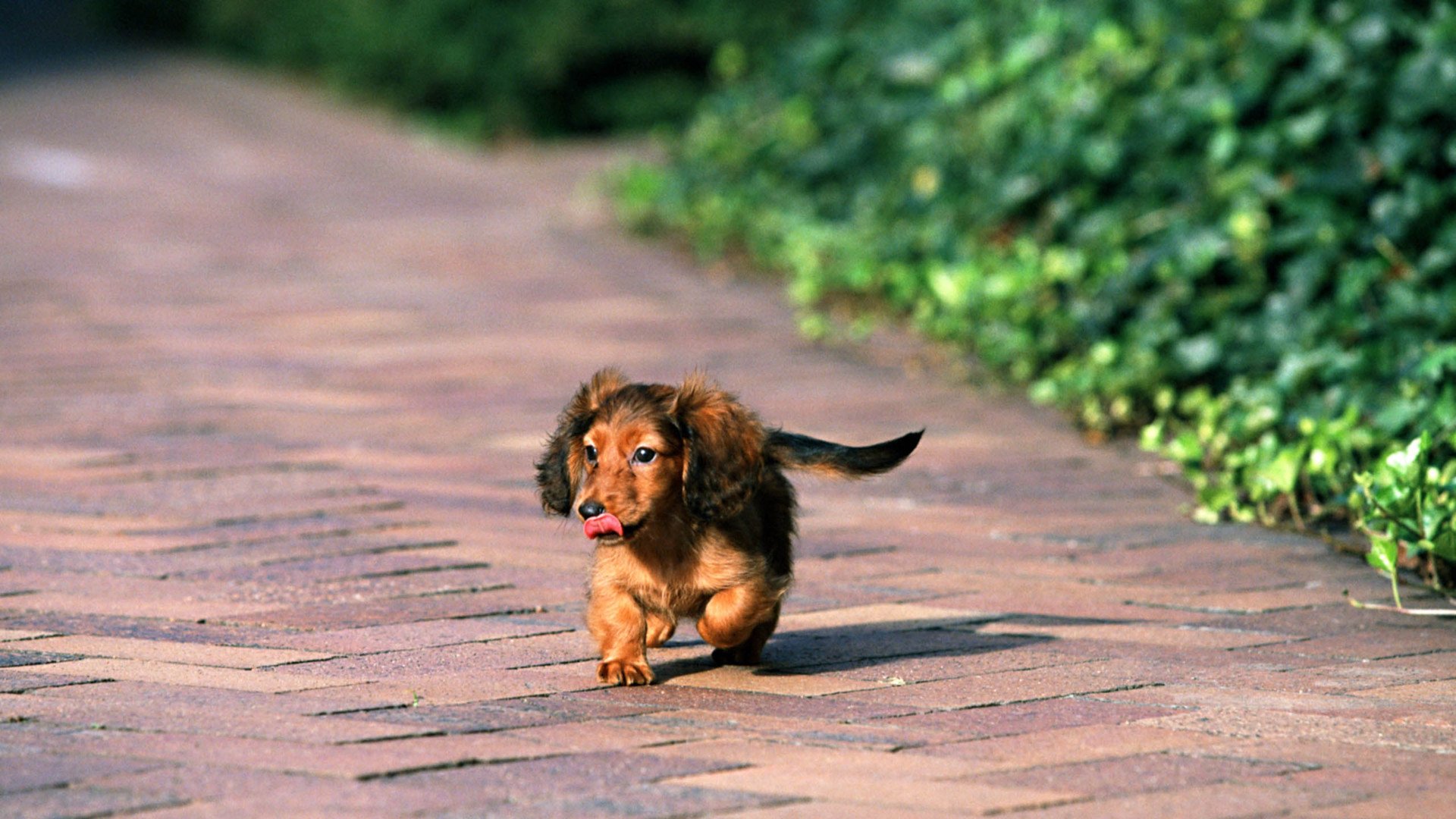 萌宠,汪星人,狗,可爱,卖萌图,儿童桌面专用