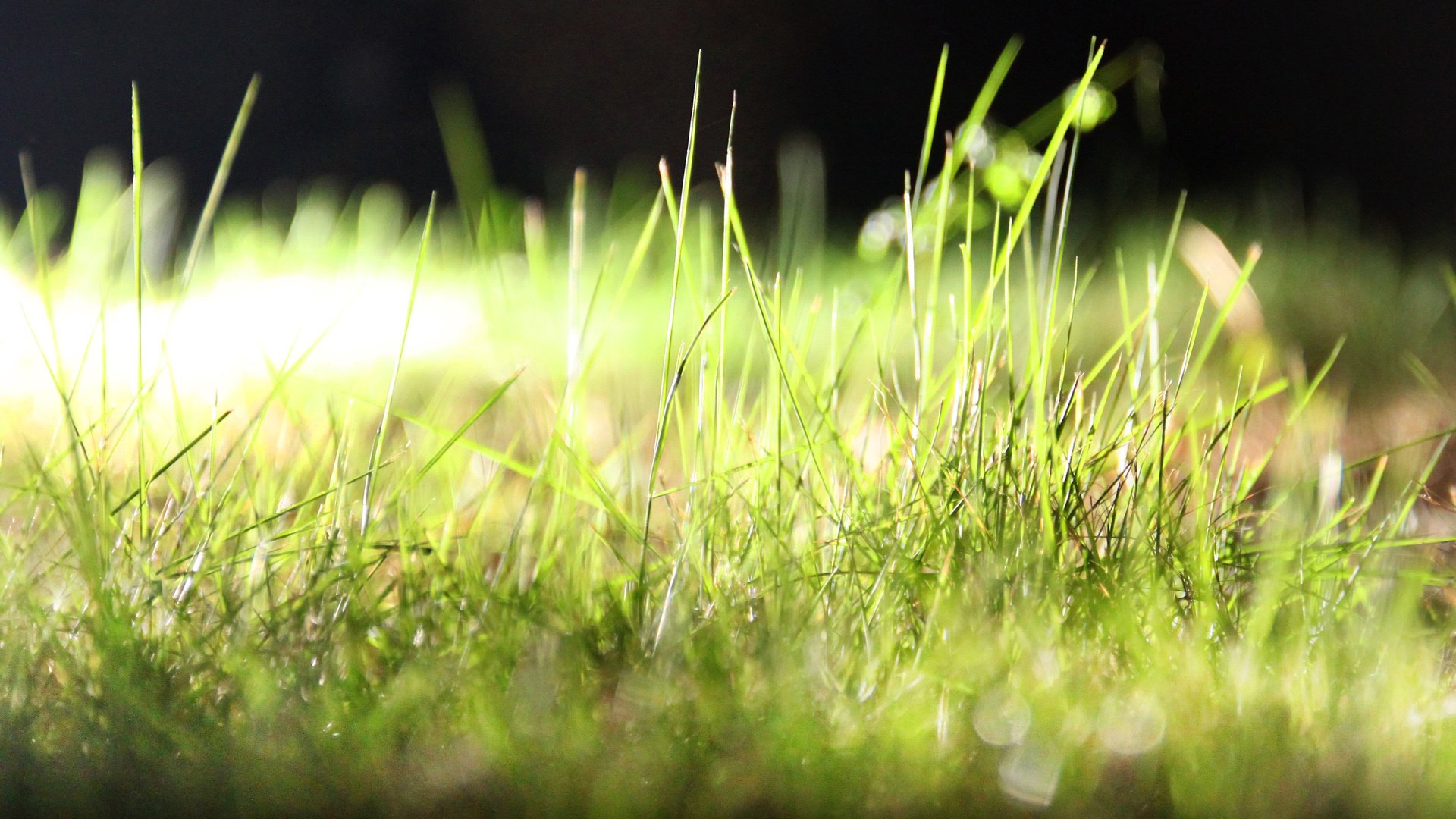 小清新,清新淡雅,护眼壁纸,叶,YBP摄影,@YBP摄影,儿童桌面专用