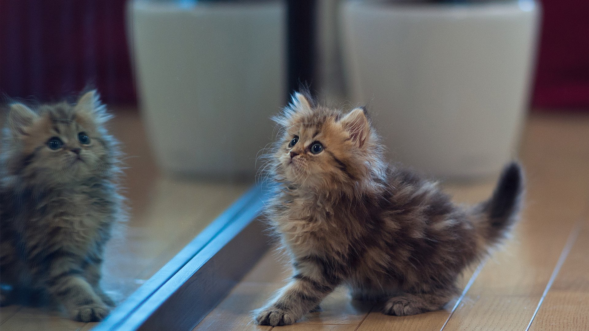 萌宠,喵星人,猫,可爱,卖萌图,古灵精怪,儿童桌面专用