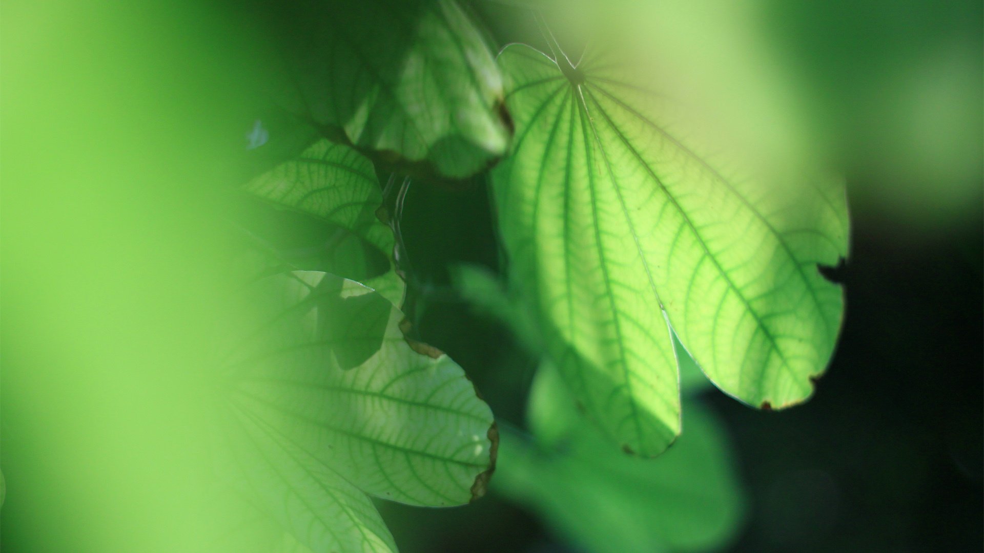 小清新,清新淡雅,护眼壁纸,叶,YBP摄影,@YBP摄影,儿童桌面专用