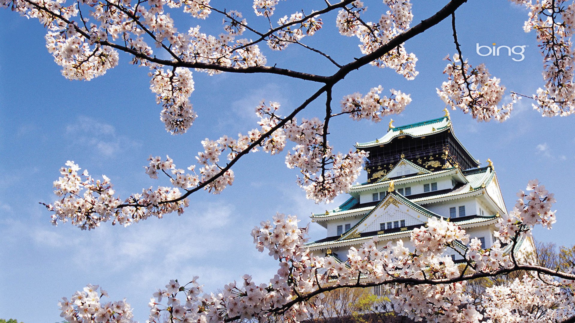 小清新,娇艳欲滴,花,儿童桌面专用