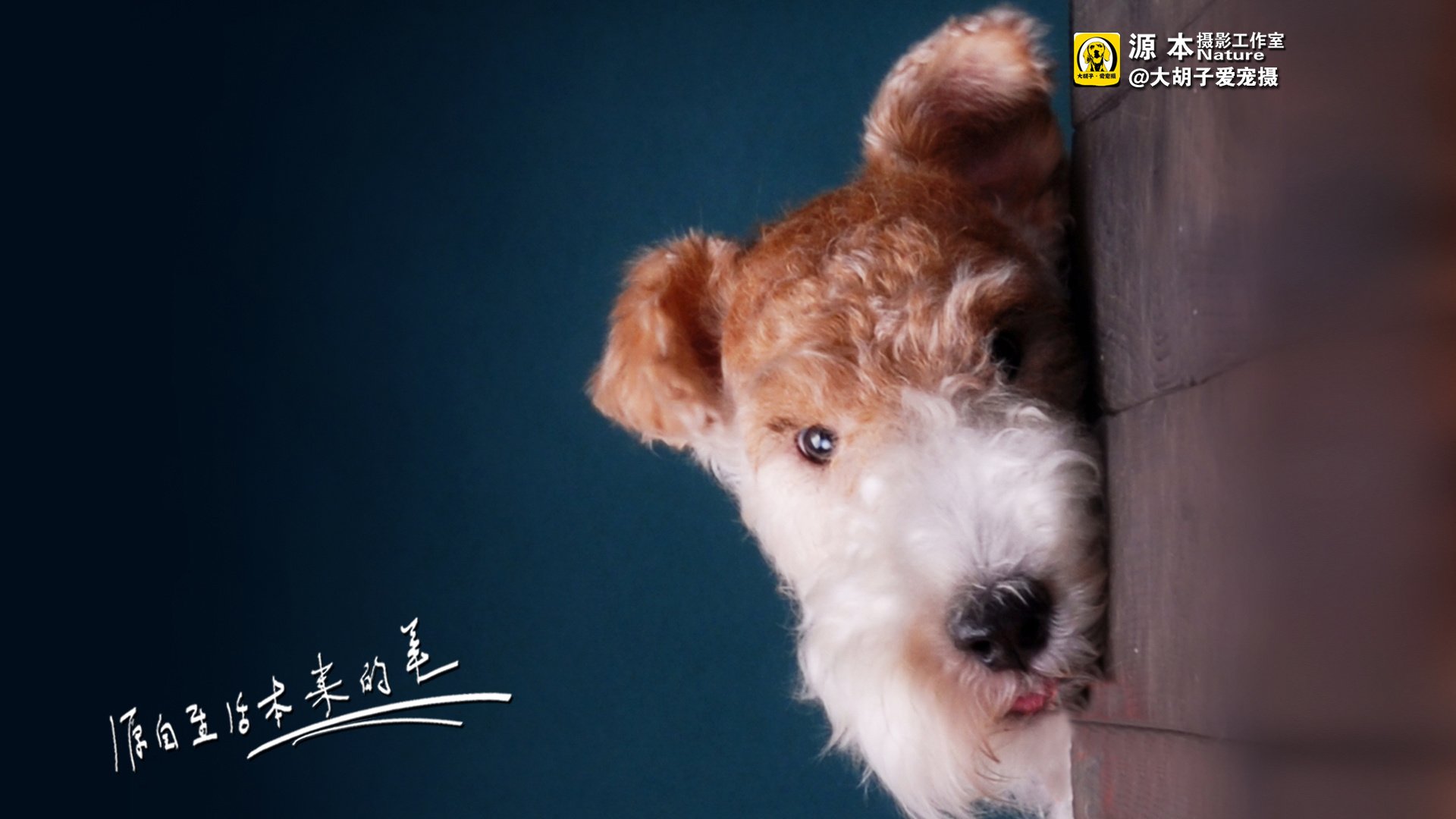 萌宠,狗,汪星人,卖萌图,可爱,古灵精怪,独家首发,源本摄影,@大胡子爱宠摄,儿童桌面专用