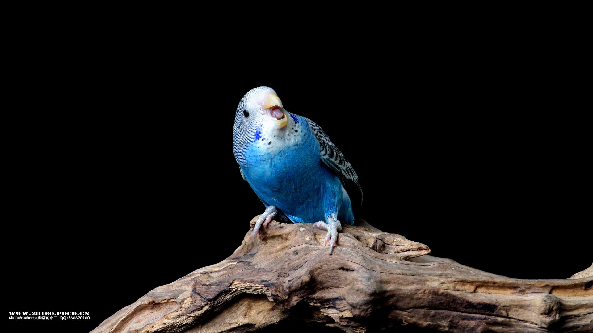 萌宠,鹦鹉,小鸟天地,卖萌图,古灵精怪,可爱,火柴摄影,独家首发,@摄影师火柴店的小二,儿童桌面专用