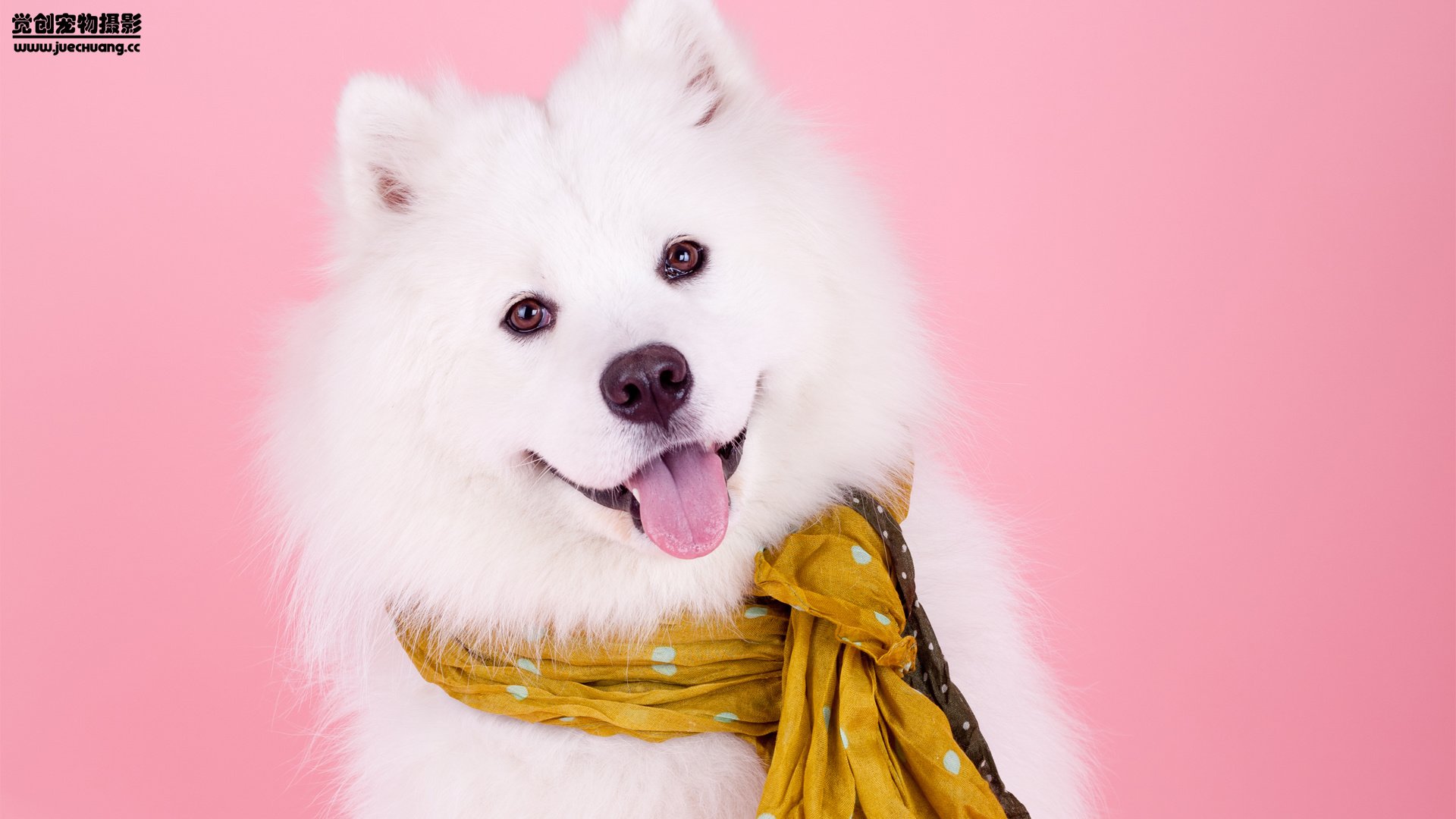 萌宠,觉创摄影,汪星人,狗,可爱,卖萌图,@觉创摄影,儿童桌面专用