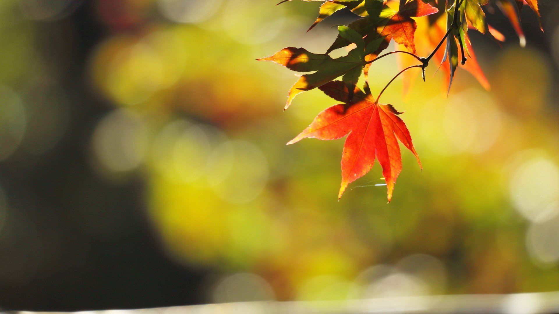 小清新,清新淡雅,枫叶,儿童桌面专用