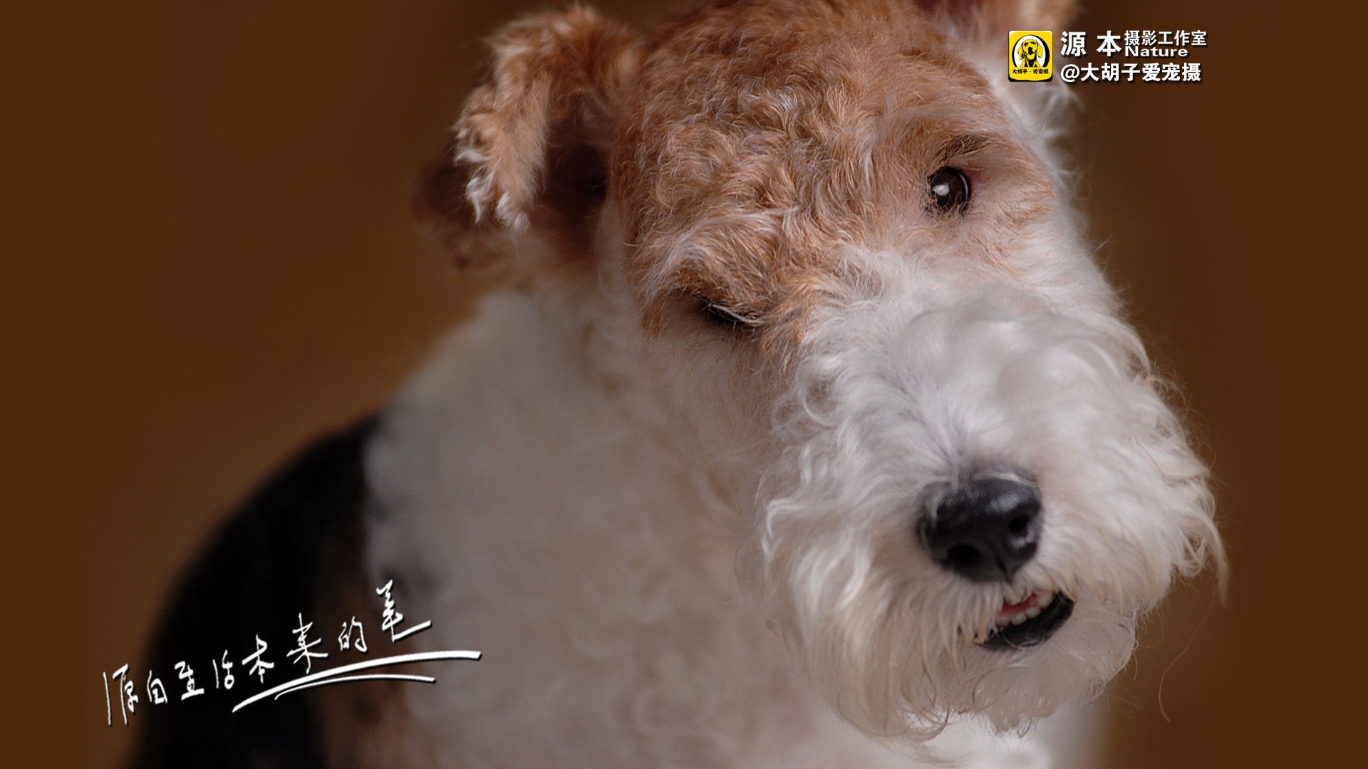 萌宠,狗,汪星人,卖萌图,可爱,古灵精怪,独家首发,源本摄影,@大胡子爱宠摄,儿童桌面专用