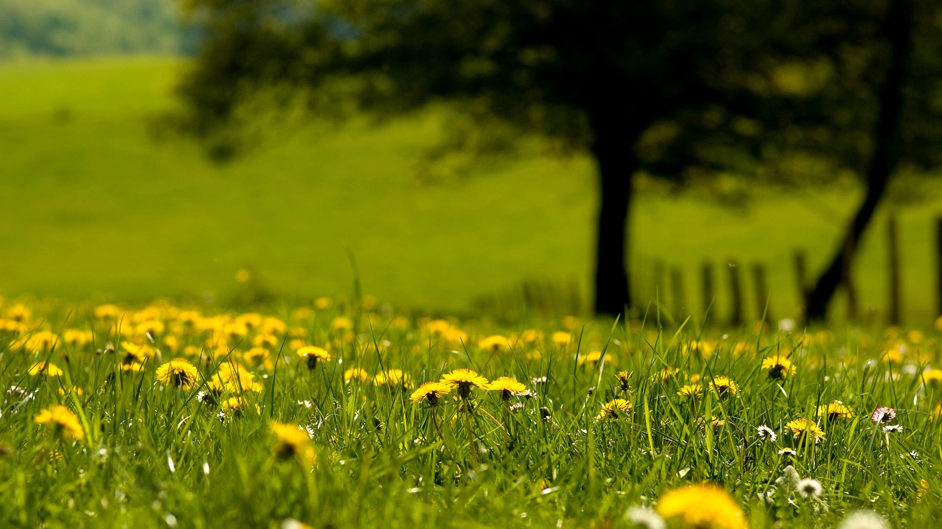 风景,春意盎然,儿童桌面专用