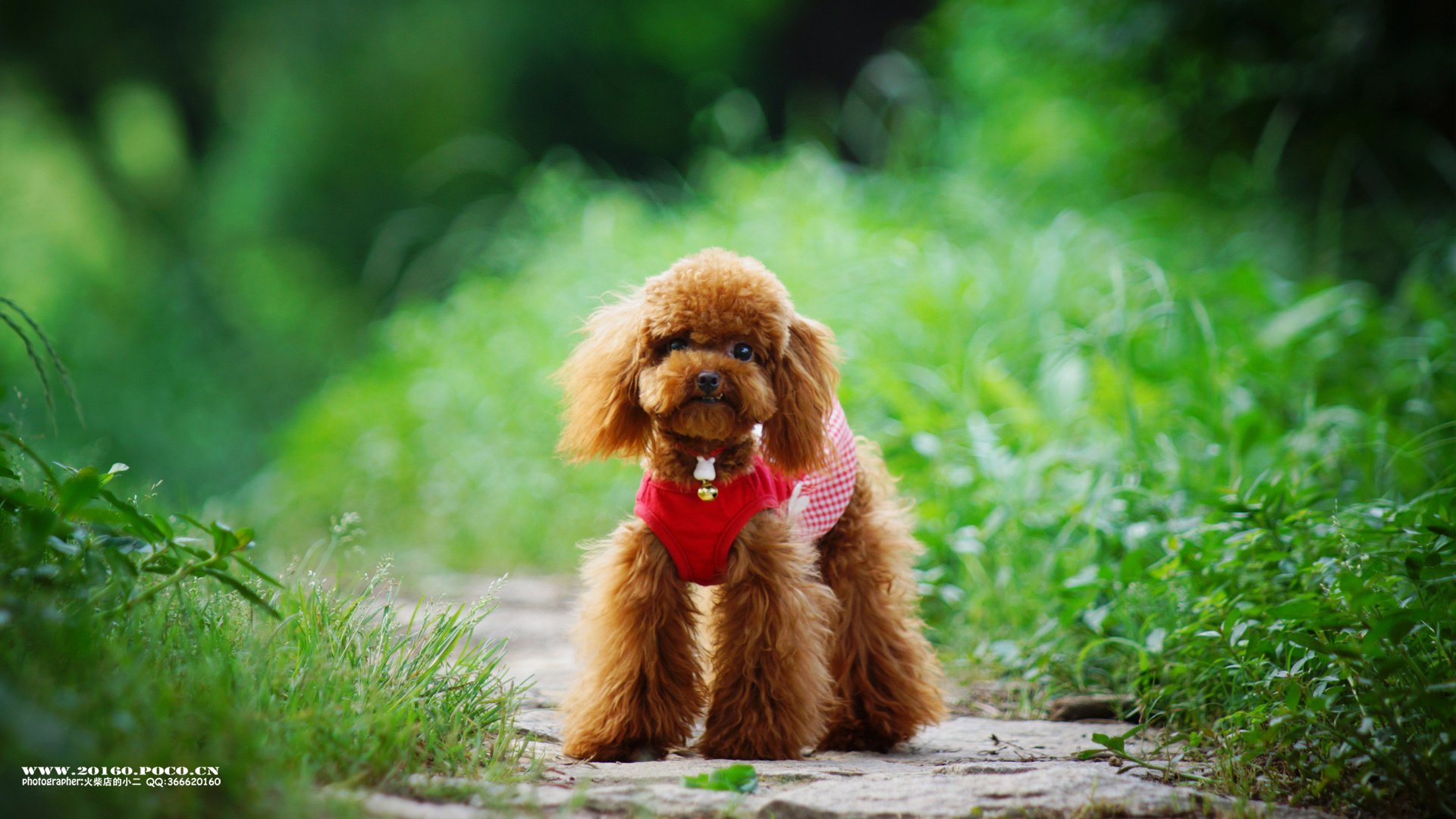 萌宠,狗,汪星人,卖萌图,古灵精怪,可爱,火柴摄影,独家首发,@摄影师火柴店的小二,儿童桌面专用