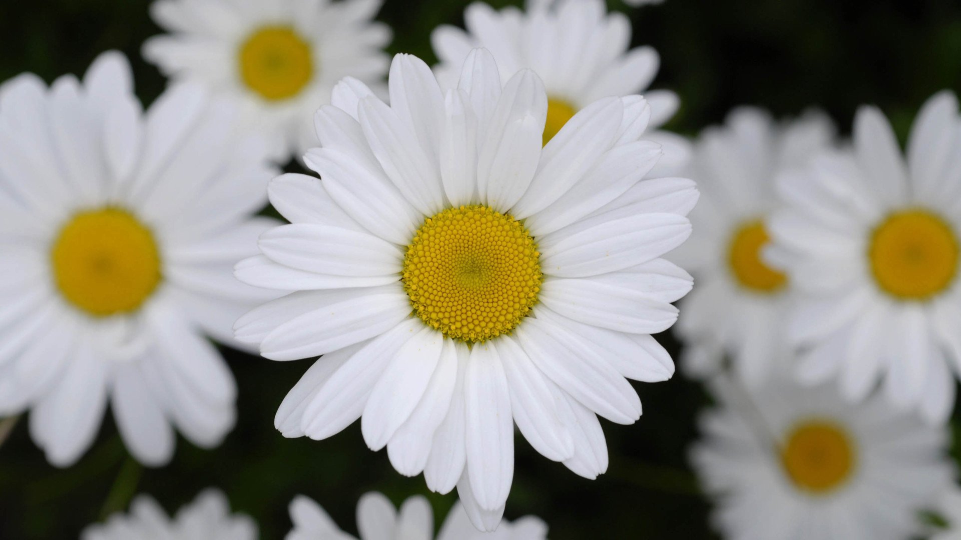 小清新,娇艳欲滴,花,儿童桌面专用