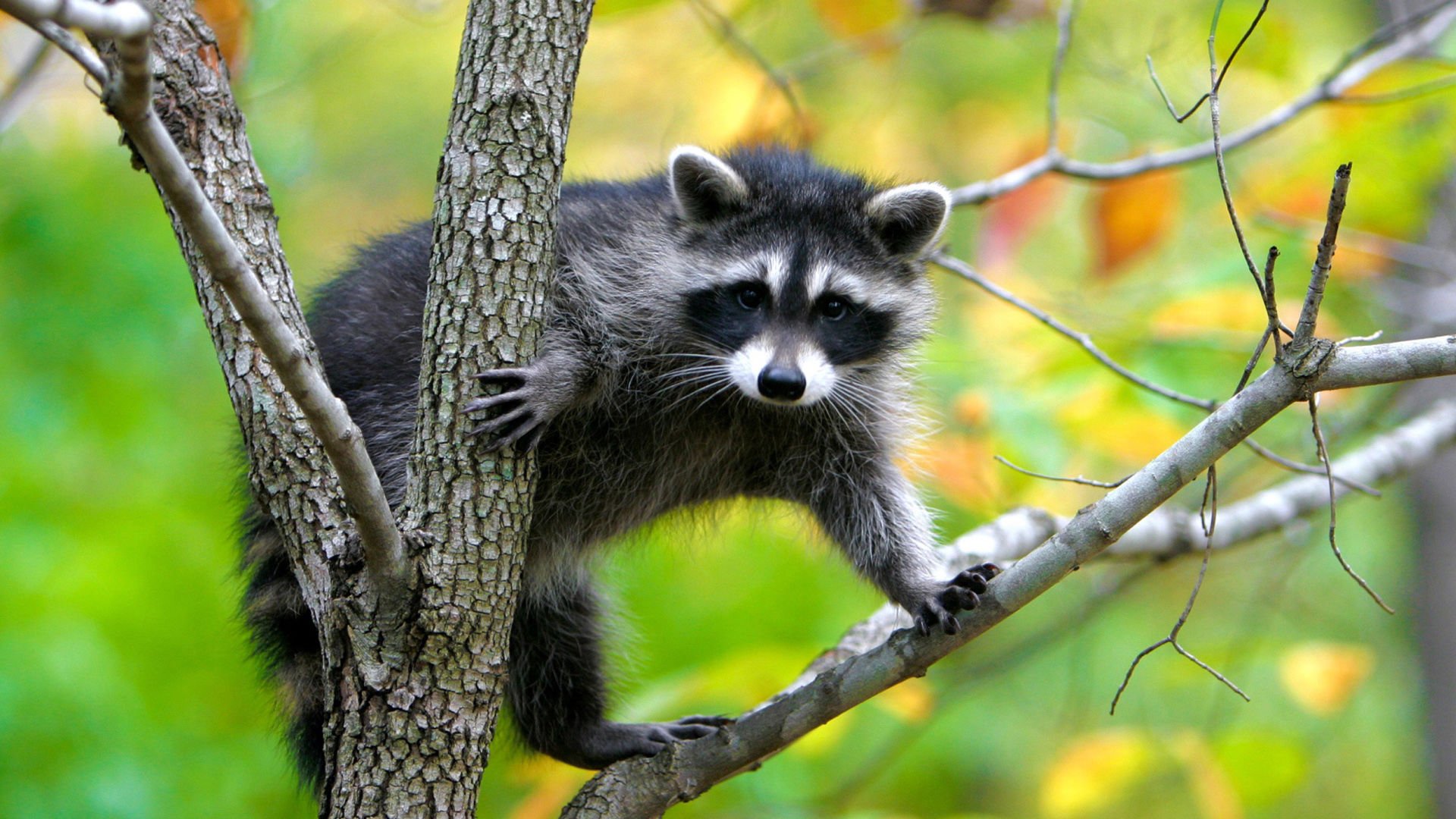 萌宠,野生动物,浣熊,可爱,卖萌,儿童桌面专用