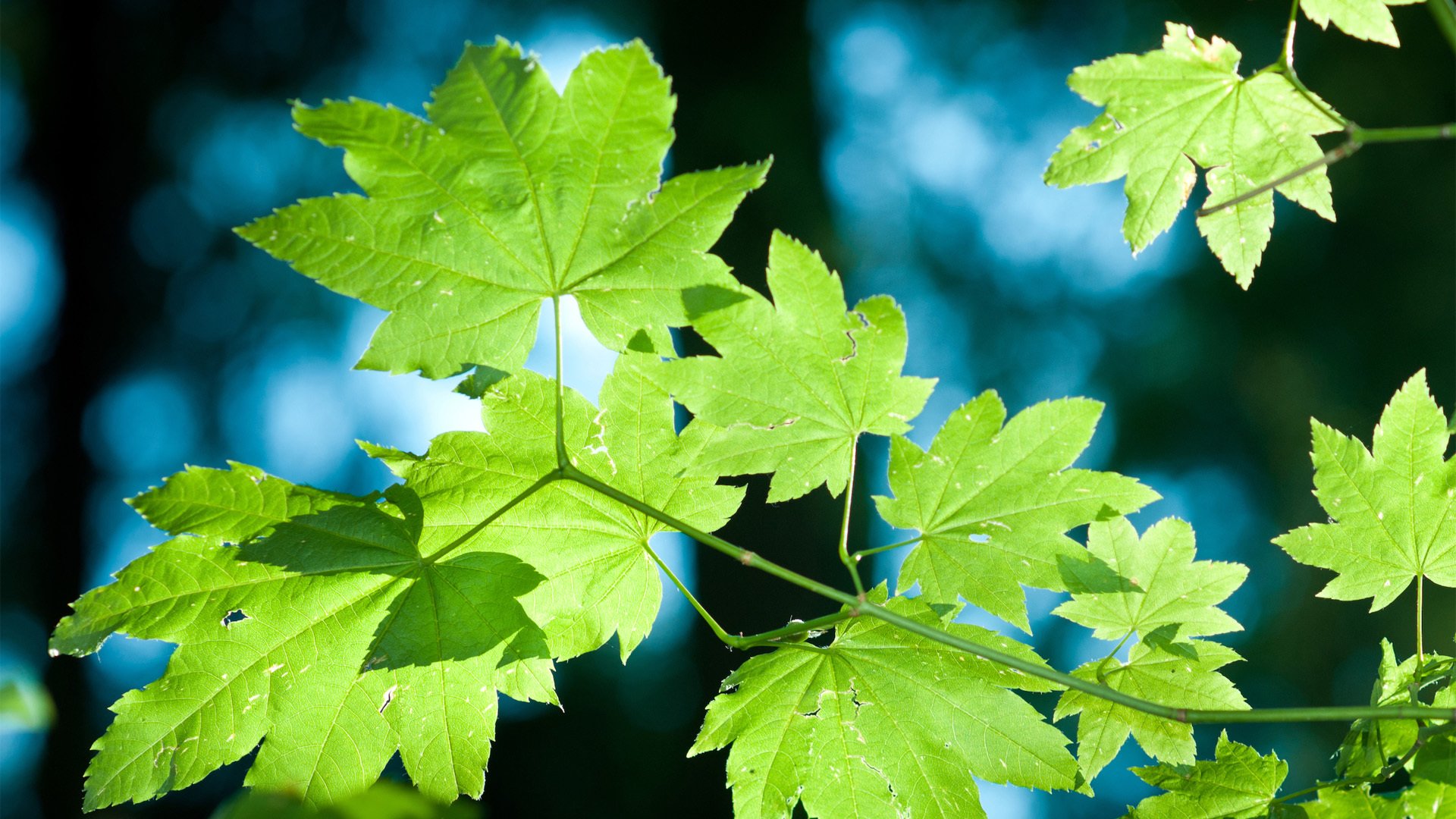 小清新,护眼壁纸,儿童桌面专用