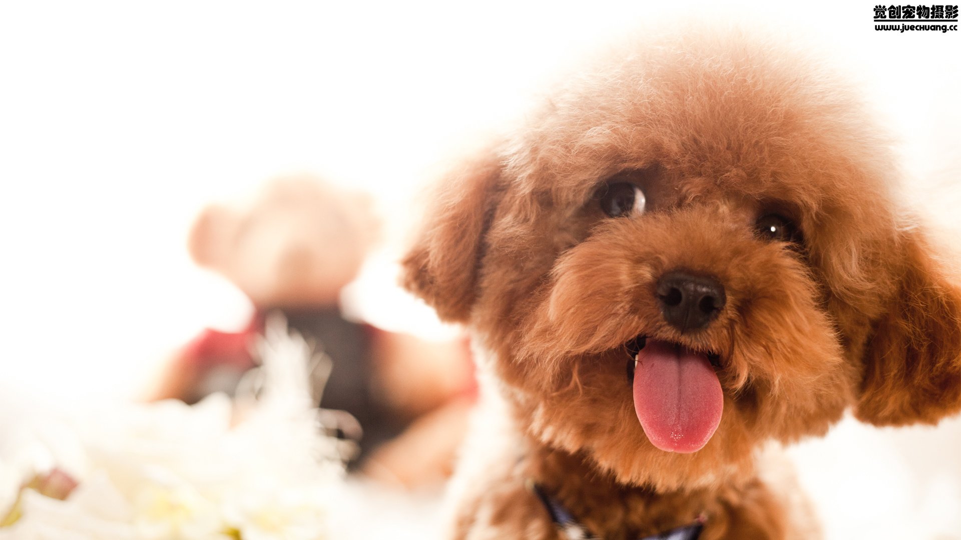 萌宠,汪星人,狗,可爱,卖萌,宠物,古灵精怪,觉创摄影,儿童桌面专用