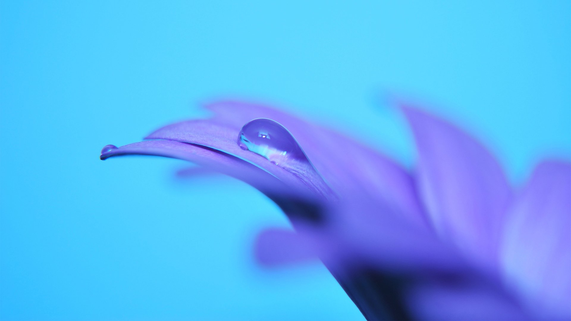 小清新,娇艳欲滴,花,儿童桌面专用