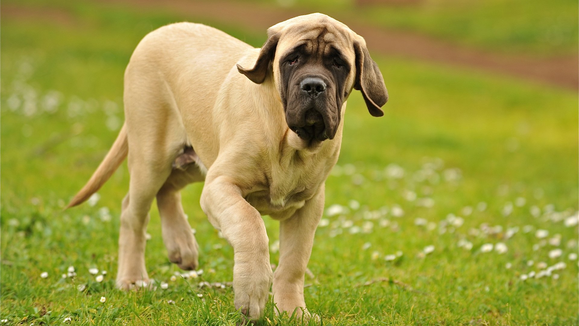 萌宠,汪星人,狗,可爱,卖萌图,儿童桌面专用