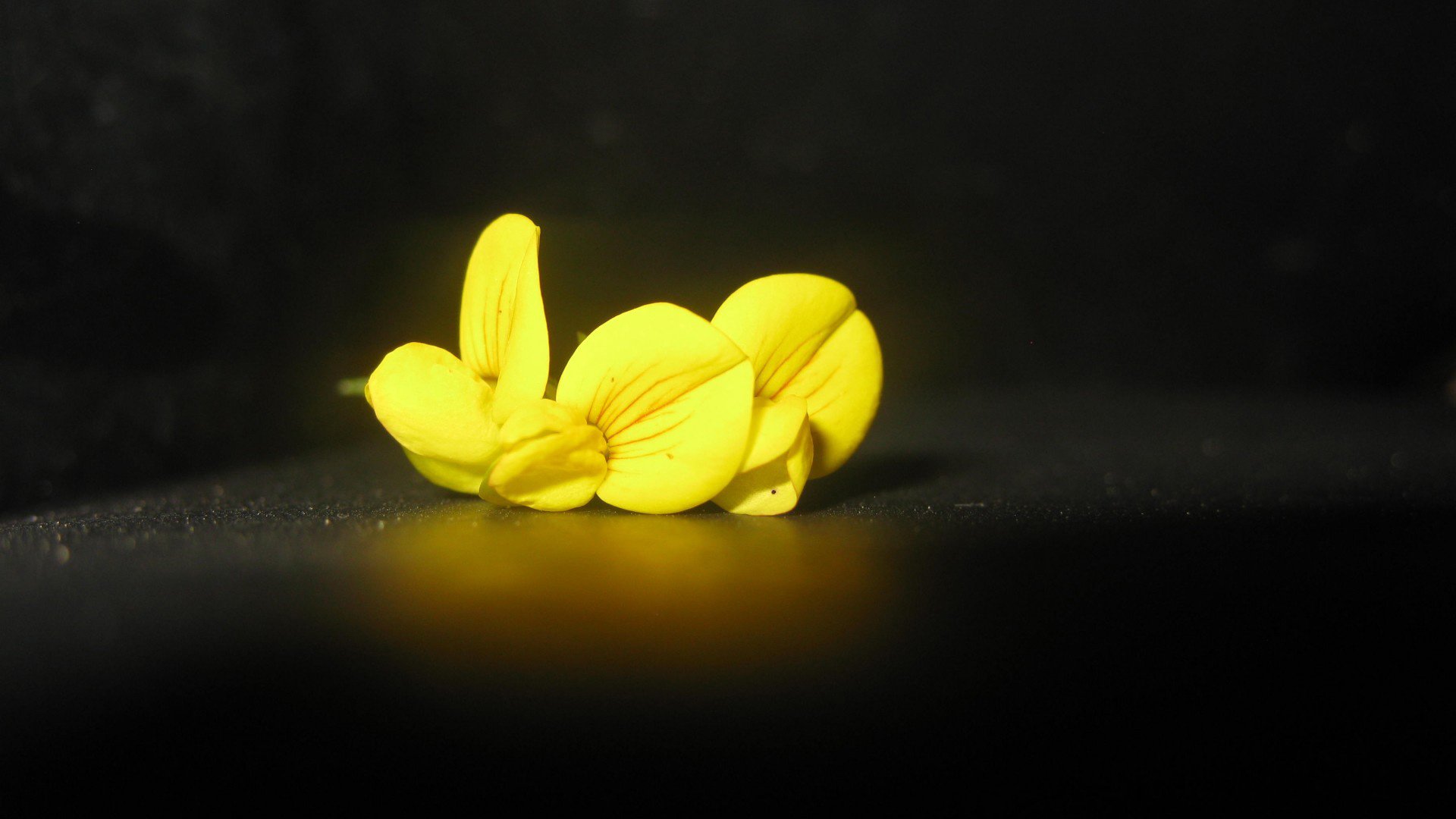 小清新,舒缓压力,清新淡雅,花,儿童桌面专用