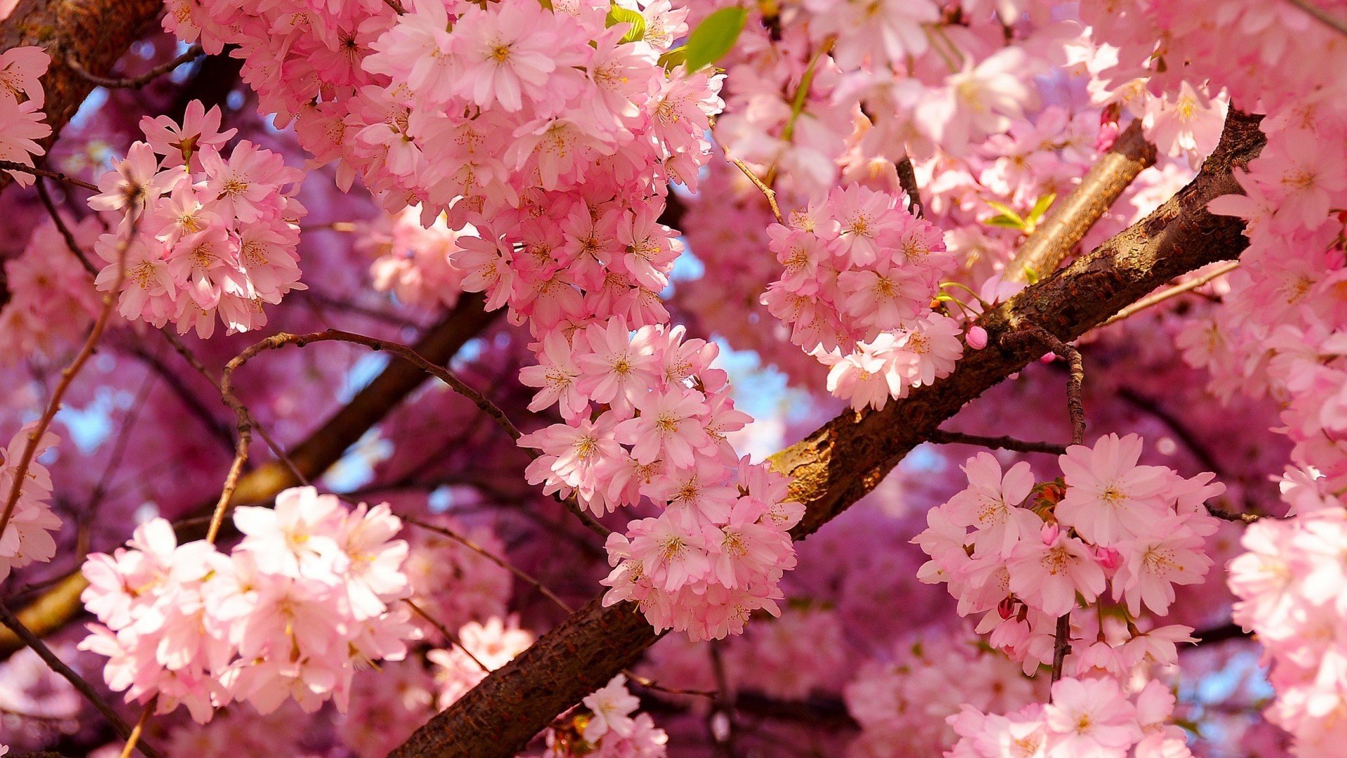 小清新,娇艳欲滴,花,儿童桌面专用