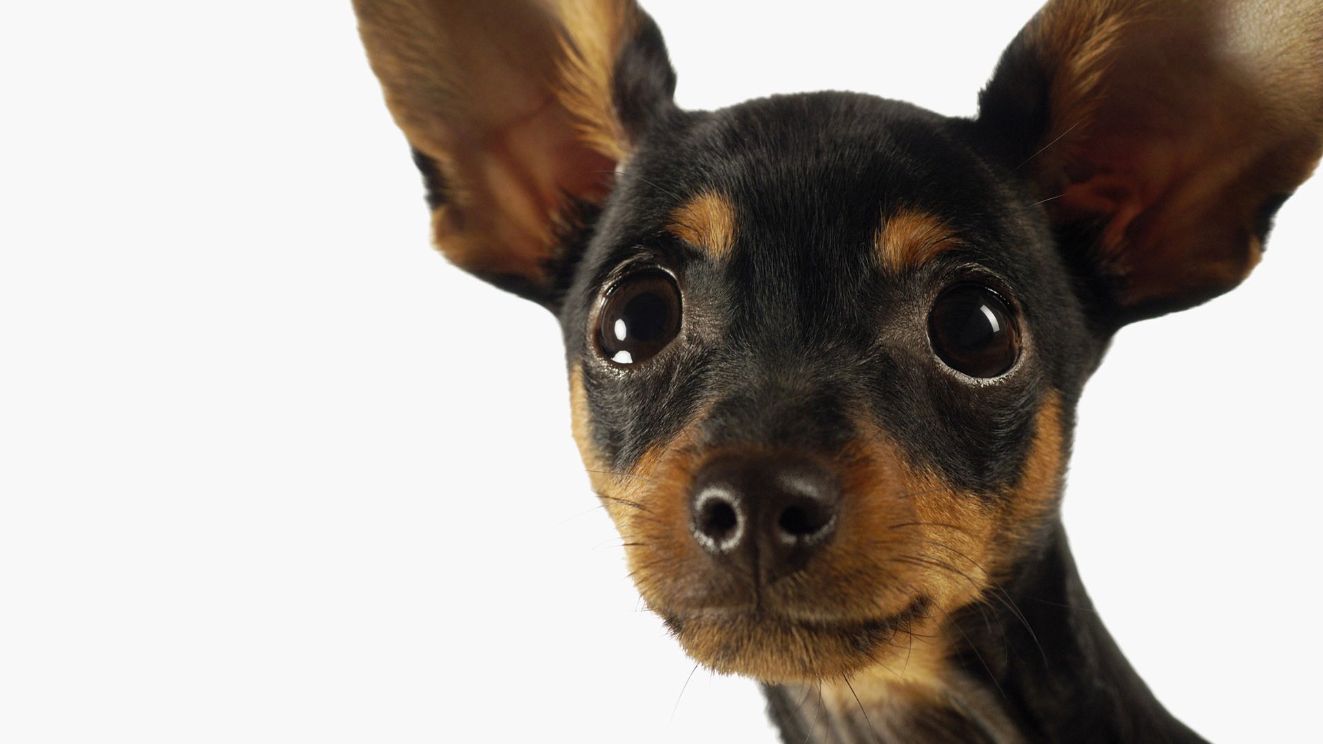 萌宠,汪星人,狗,可爱,卖萌图,儿童桌面专用