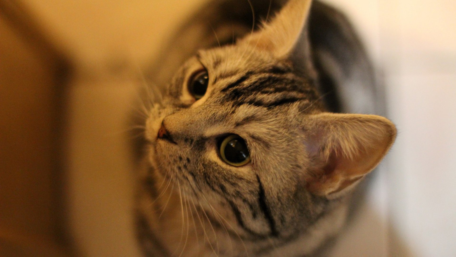 萌宠,喵星人,猫,可爱,卖萌,宠物,古灵精怪,儿童桌面专用