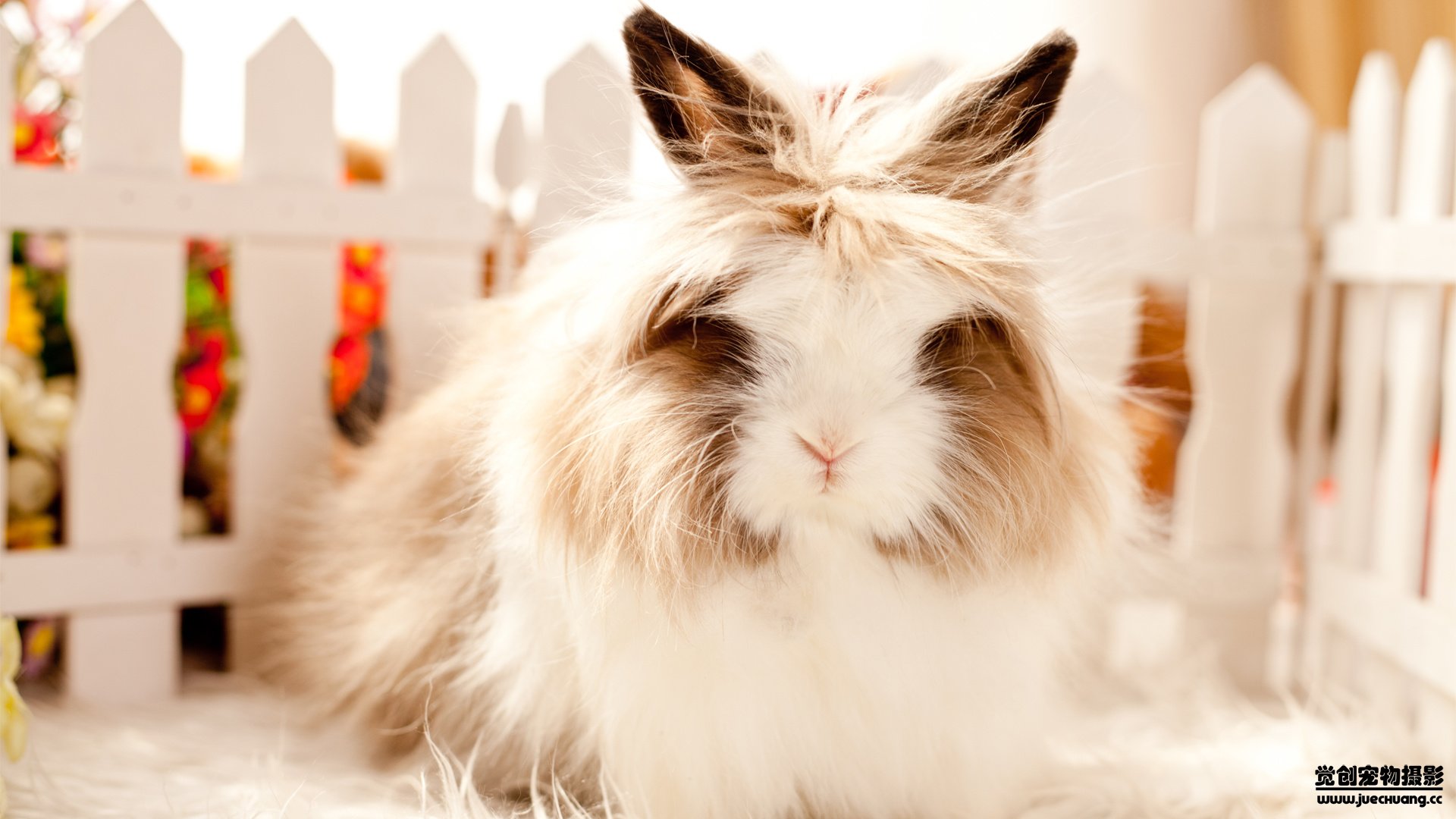 萌宠,觉创摄影,野生动物,兔子,可爱,卖萌图,@觉创摄影,儿童桌面专用