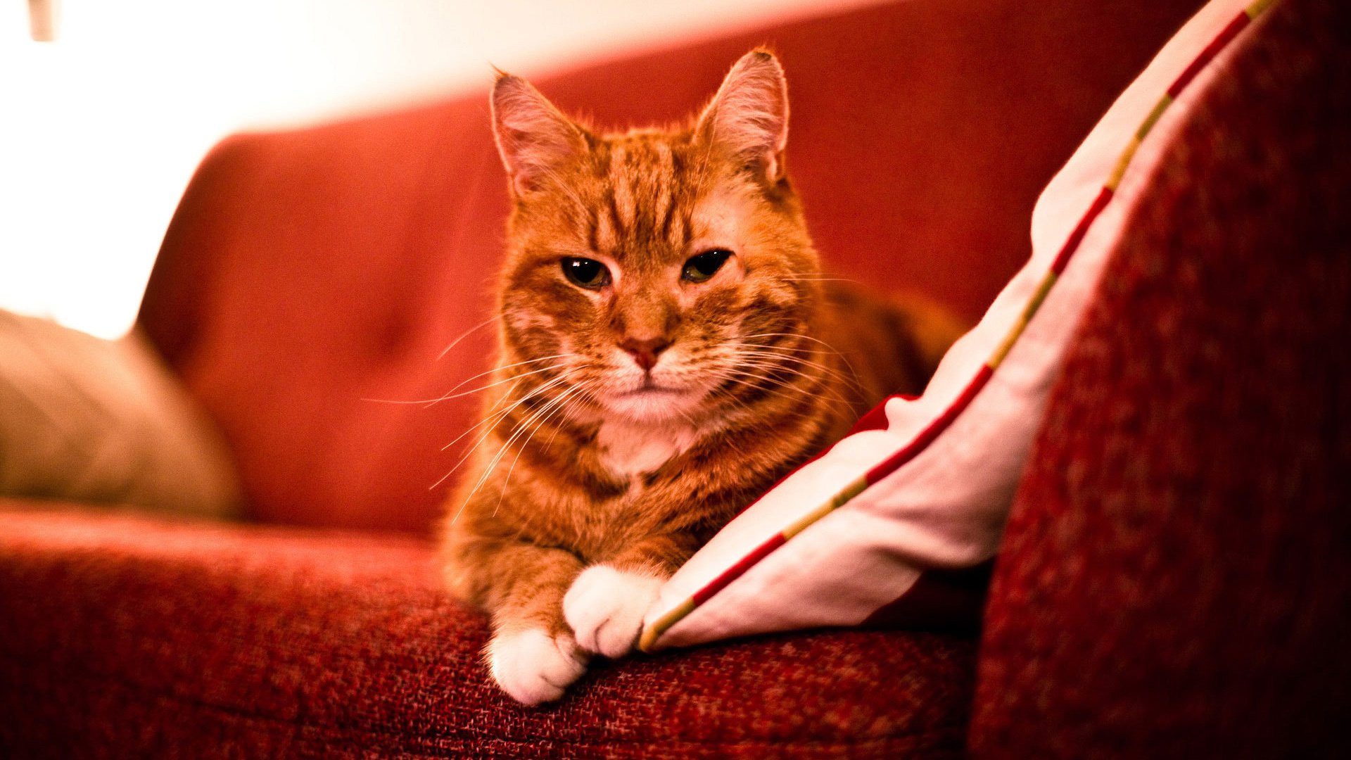 萌宠,喵星人,喵,可爱,卖萌图,儿童桌面专用