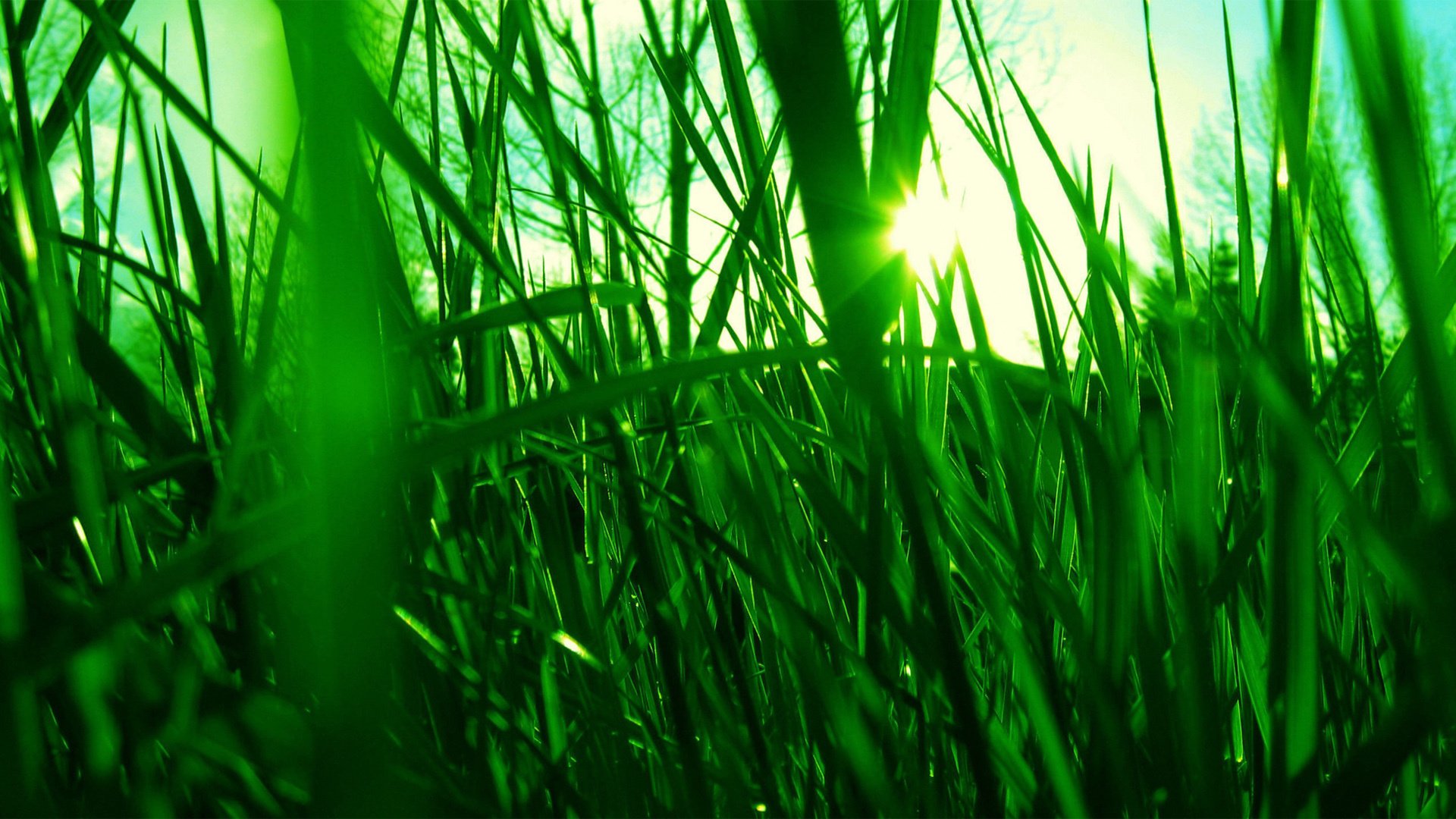 小清新,护眼壁纸,叶,儿童桌面专用