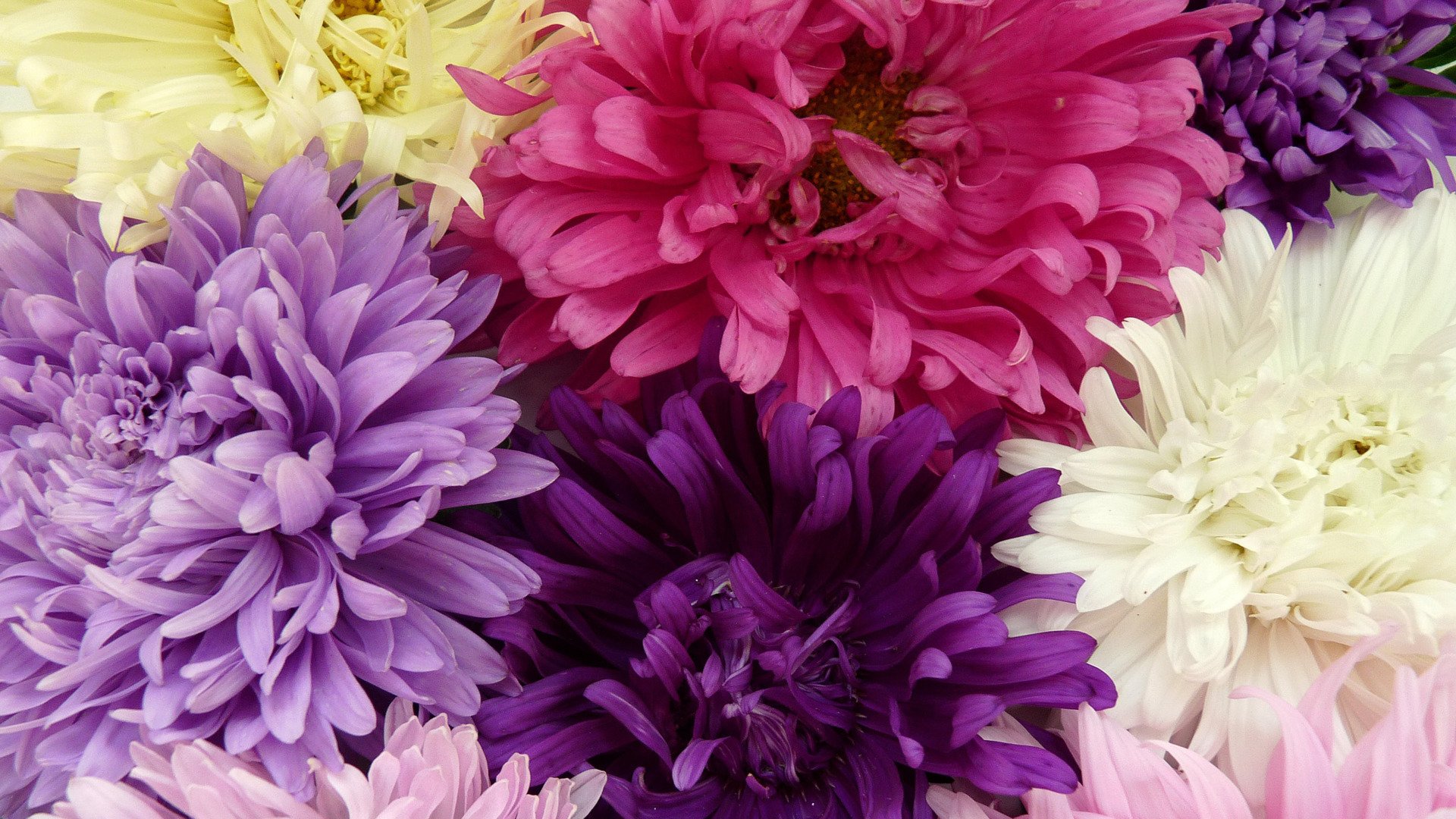 小清新,娇艳欲滴,花,儿童桌面专用