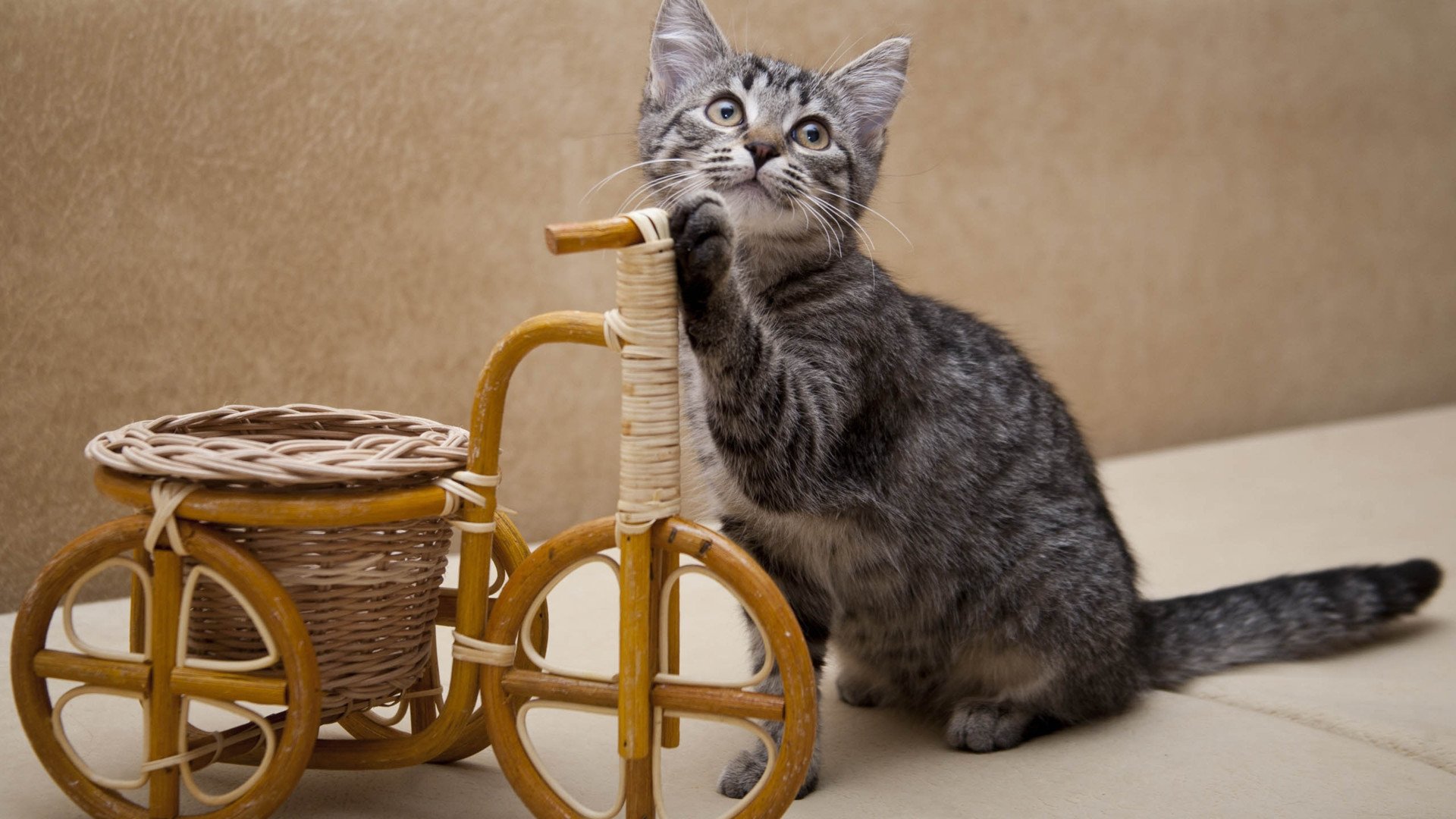 萌宠,喵星人,喵,可爱,卖萌图,儿童桌面专用