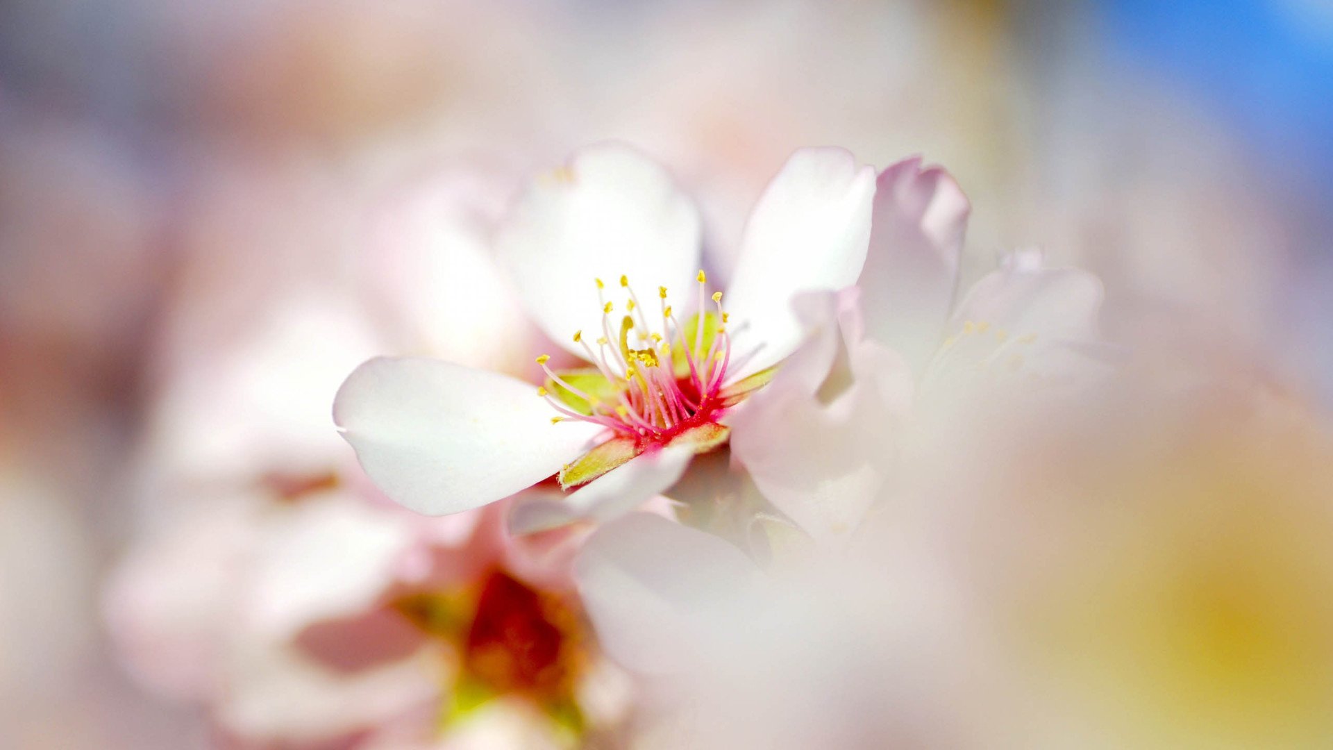 小清新,娇艳欲滴,花,儿童桌面专用