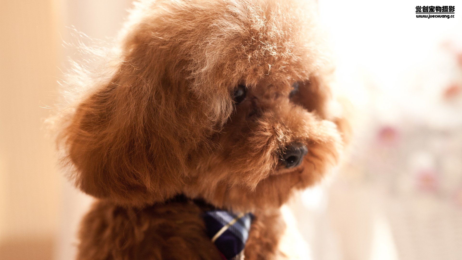 萌宠,觉创摄影,汪星人,狗,可爱,卖萌图,@觉创摄影,儿童桌面专用