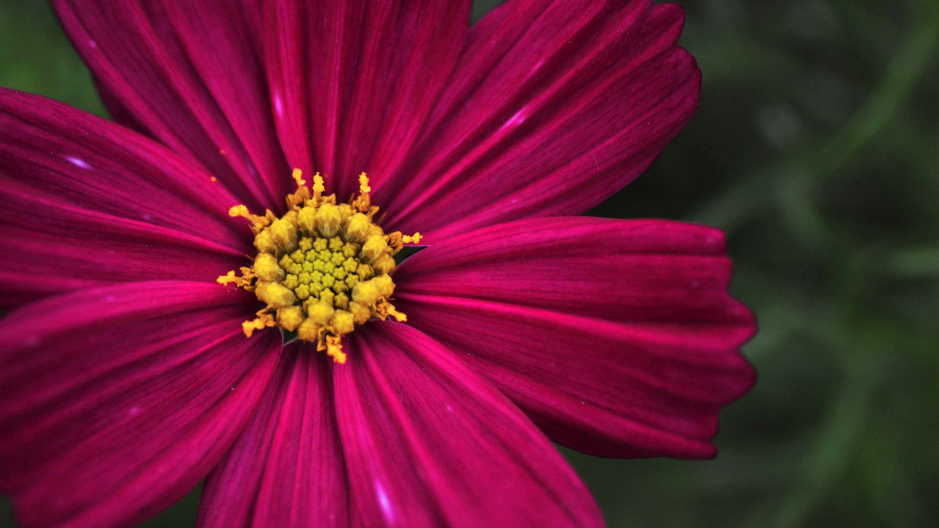 小清新,娇艳欲滴,花,儿童桌面专用