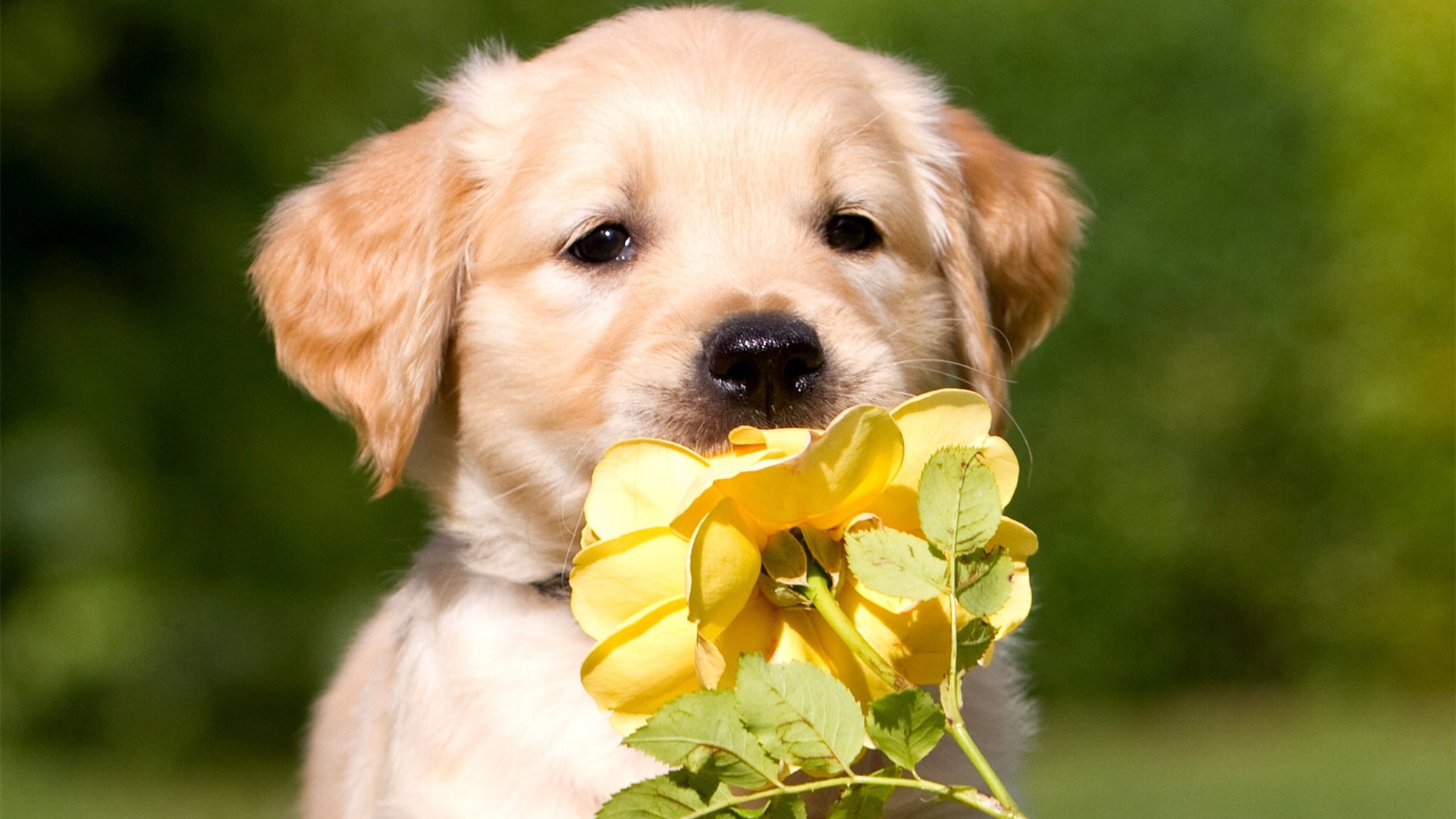 萌宠,汪星人,狗,卖萌图,可爱,古灵精怪,儿童桌面专用