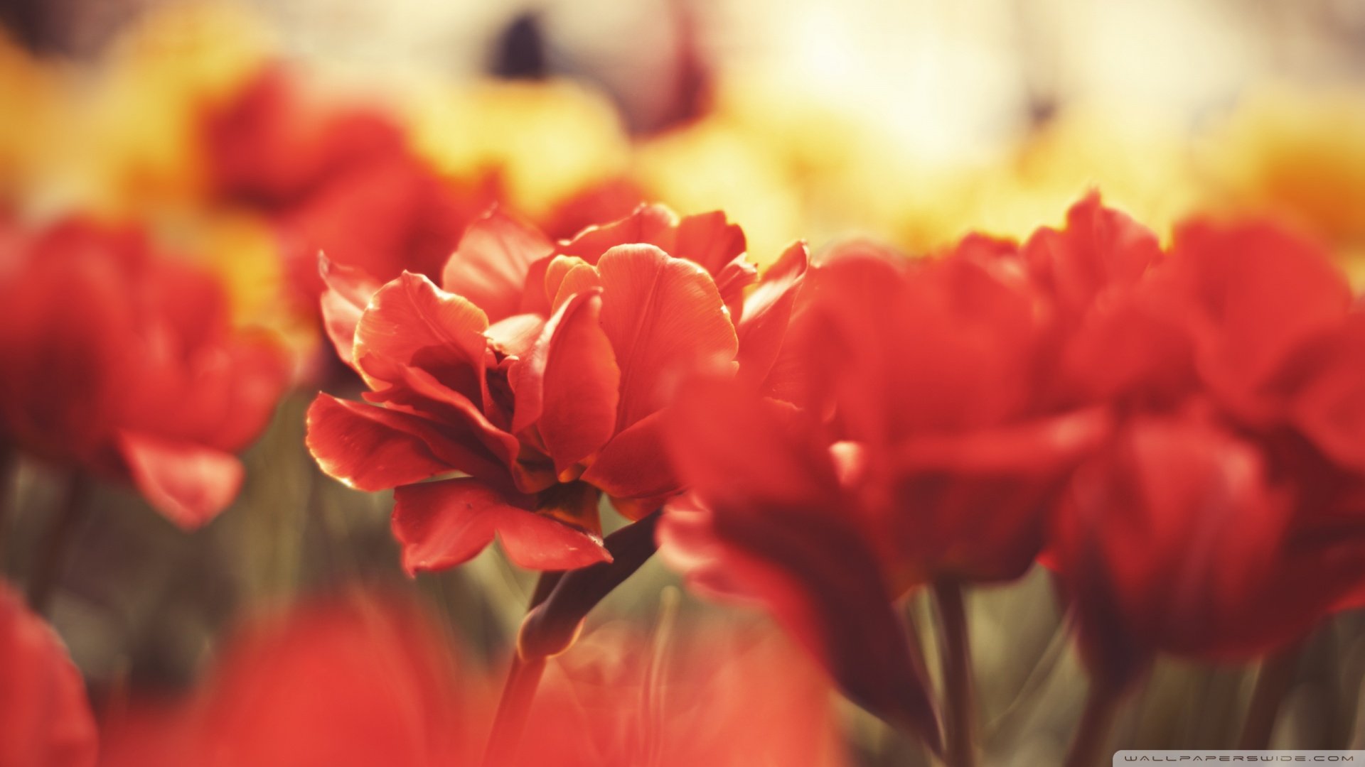 风景,春意盎然,儿童桌面专用