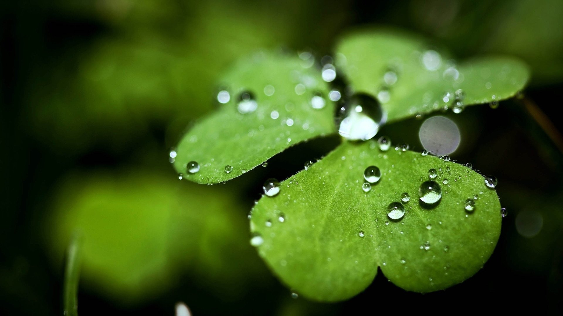 小清新,护眼壁纸,四叶草,儿童桌面专用