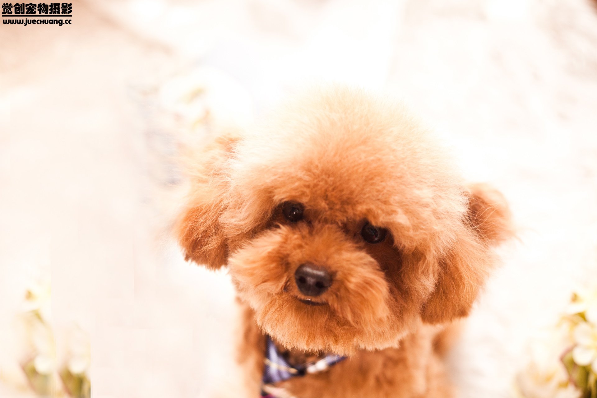 萌宠,汪星人,狗,可爱,卖萌,觉创摄影,@觉创摄影,儿童桌面专用