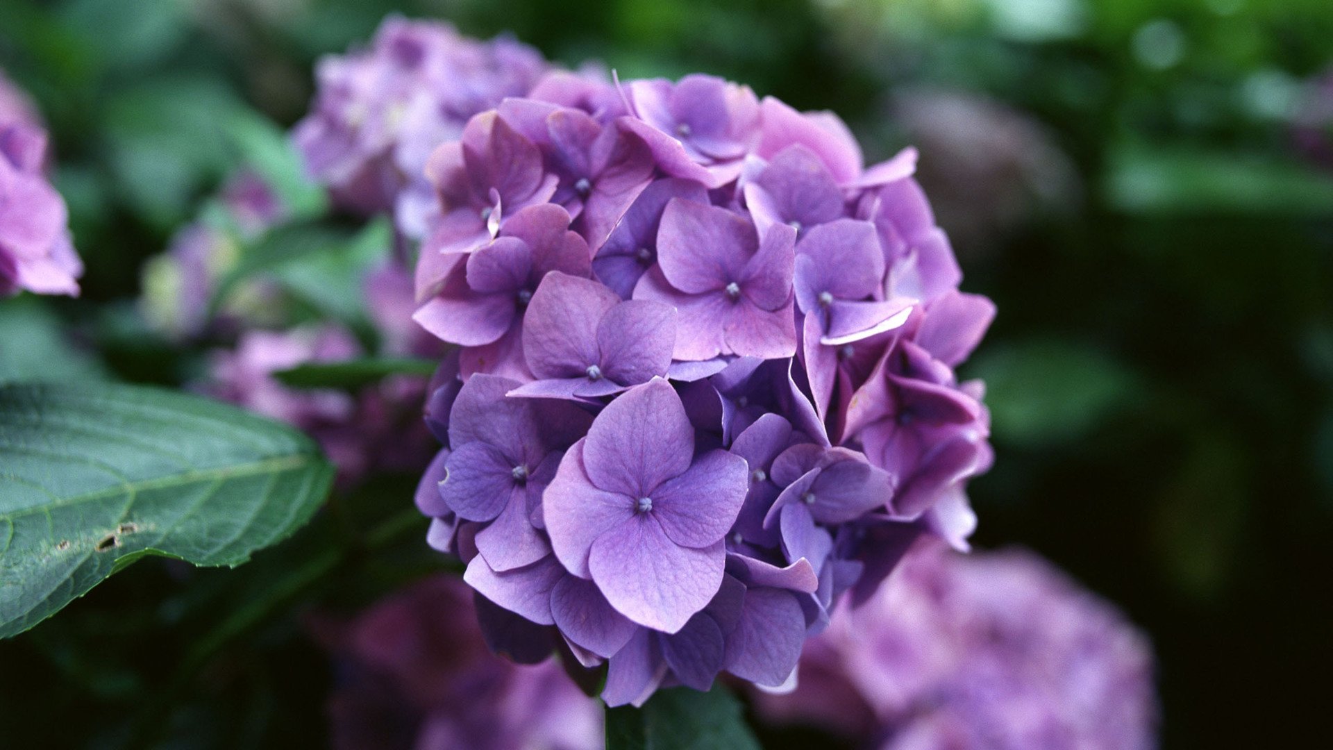 小清新,娇艳欲滴,花,儿童桌面专用