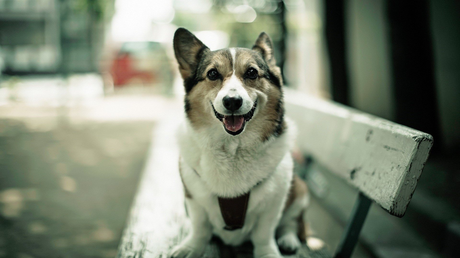 萌宠,汪星人,狗,古灵精怪,可爱,卖萌,宠物,儿童桌面专用