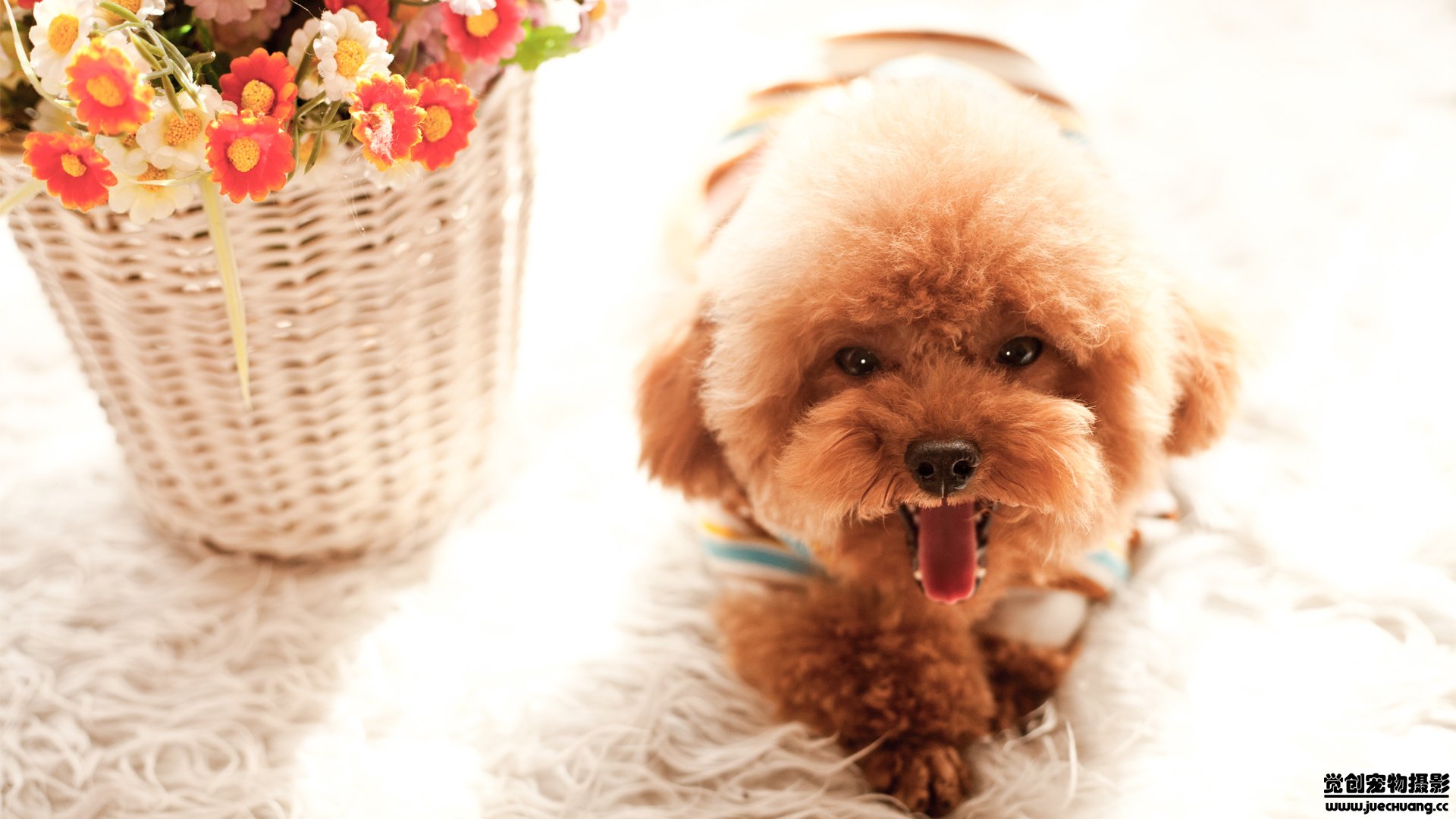 萌宠,汪星人,狗,可爱,卖萌,觉创摄影,@觉创摄影,儿童桌面专用