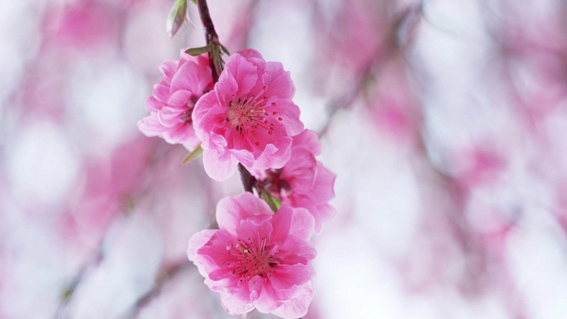 小清新,娇艳欲滴,花,儿童桌面专用
