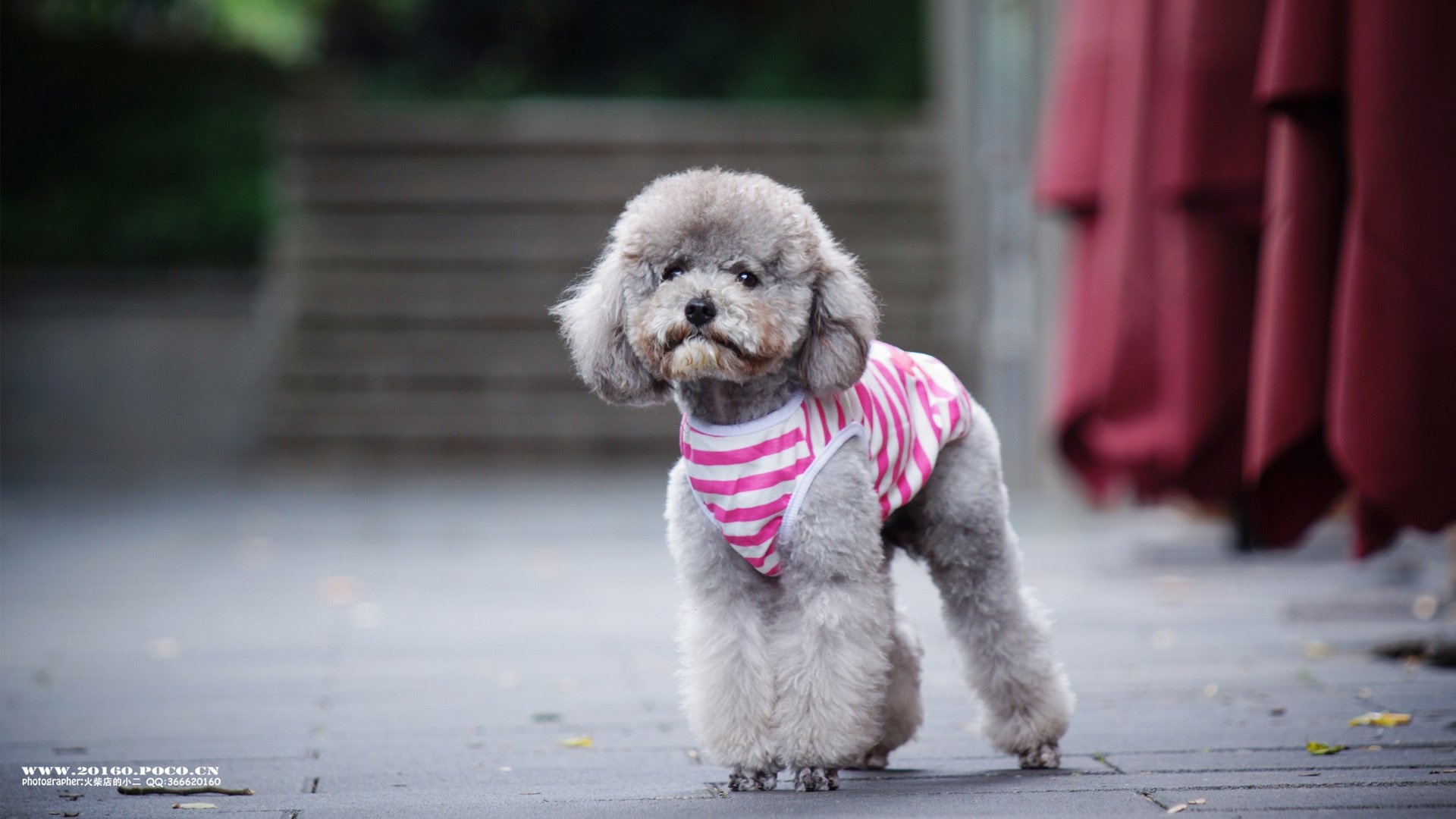 萌宠,狗,汪星人,卖萌图,古灵精怪,可爱,火柴摄影,独家首发,@摄影师火柴店的小二,儿童桌面专用