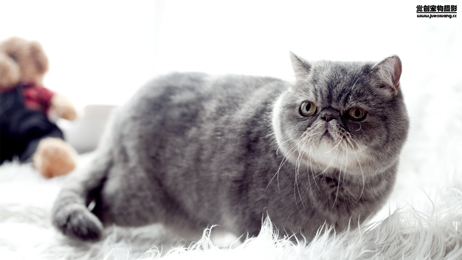 萌宠,觉创摄影,喵星人,喵,可爱,卖萌图,@觉创摄影,儿童桌面专用