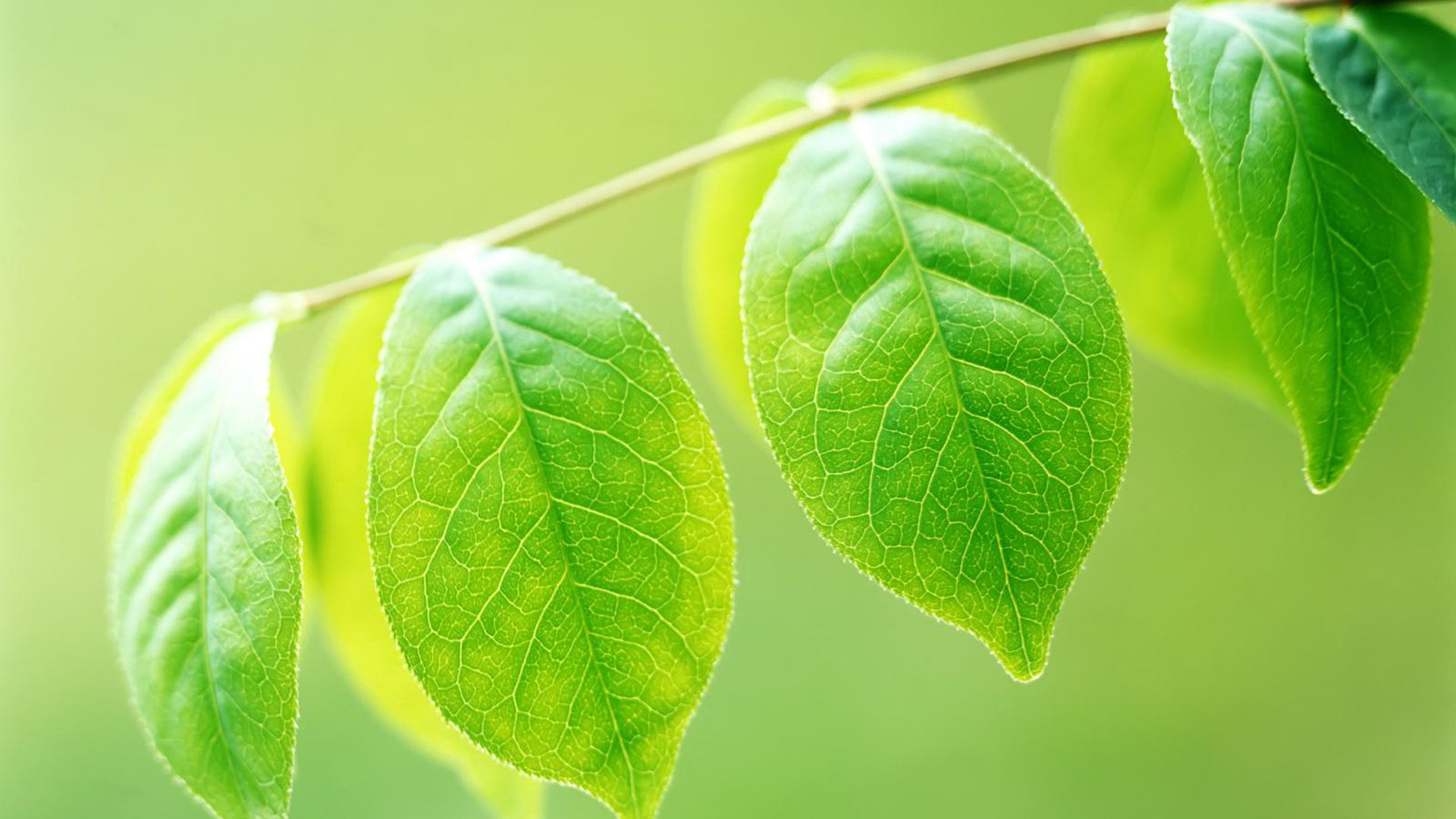 小清新,护眼壁纸,清新淡雅,叶,儿童桌面专用