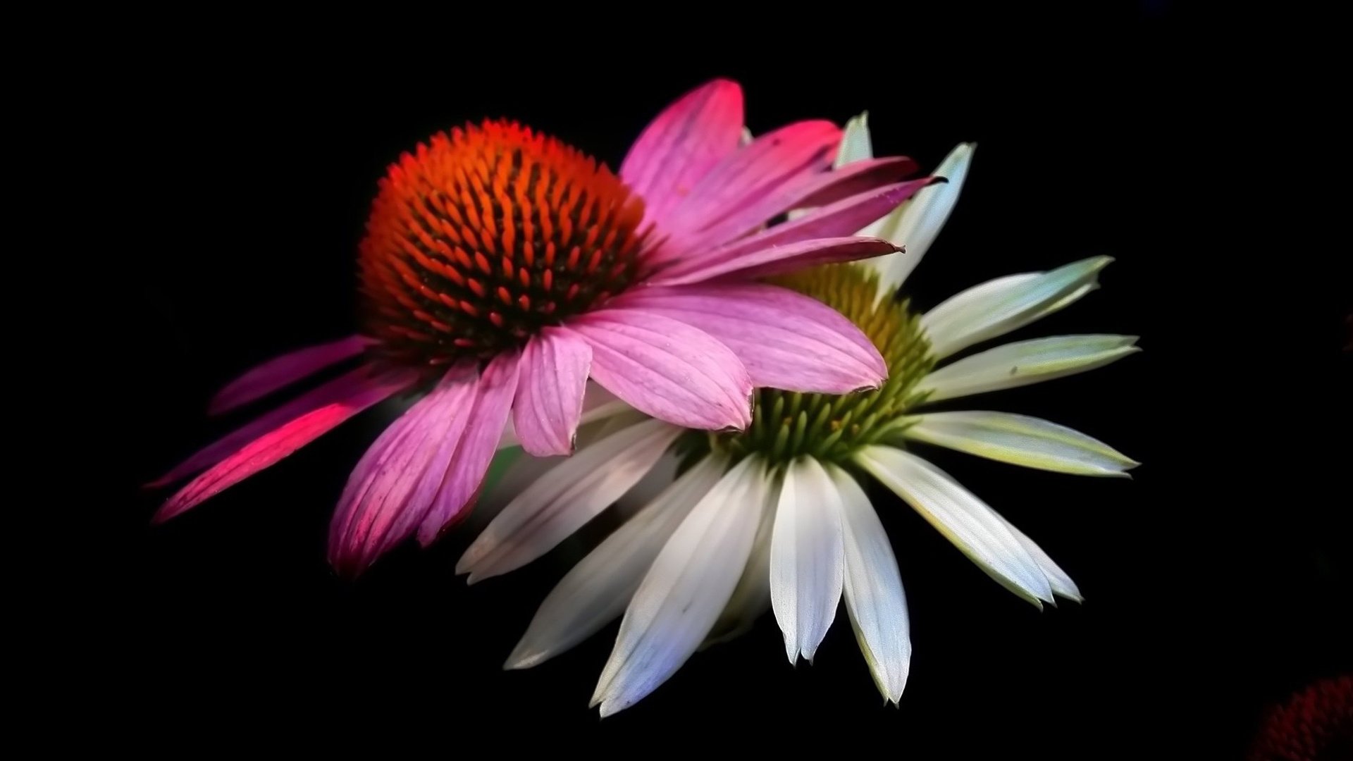 小清新,娇艳欲滴,花,儿童桌面专用