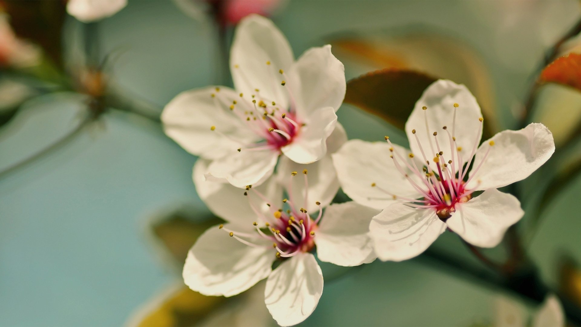 小清新,娇艳欲滴,花,儿童桌面专用
