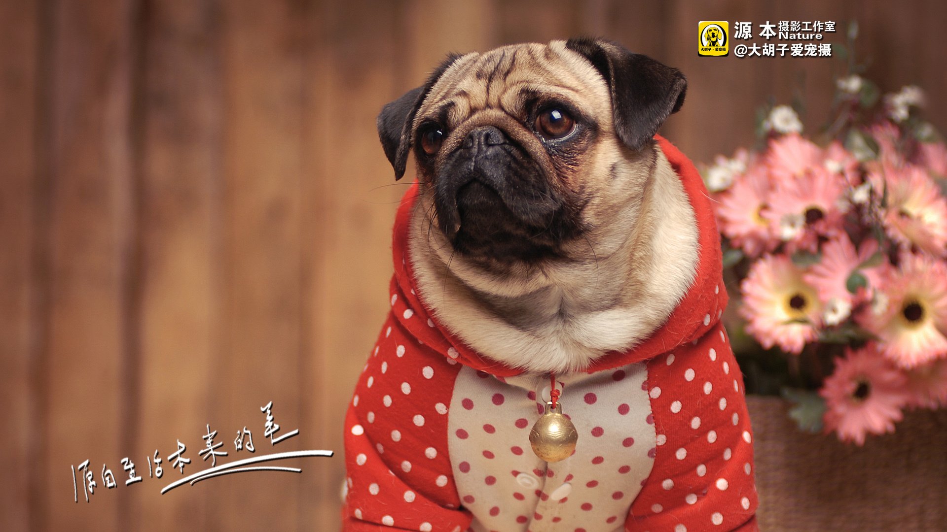 萌宠,狗,汪星人,古灵精怪,可爱,源本摄影,@大胡子爱宠摄,儿童桌面专用